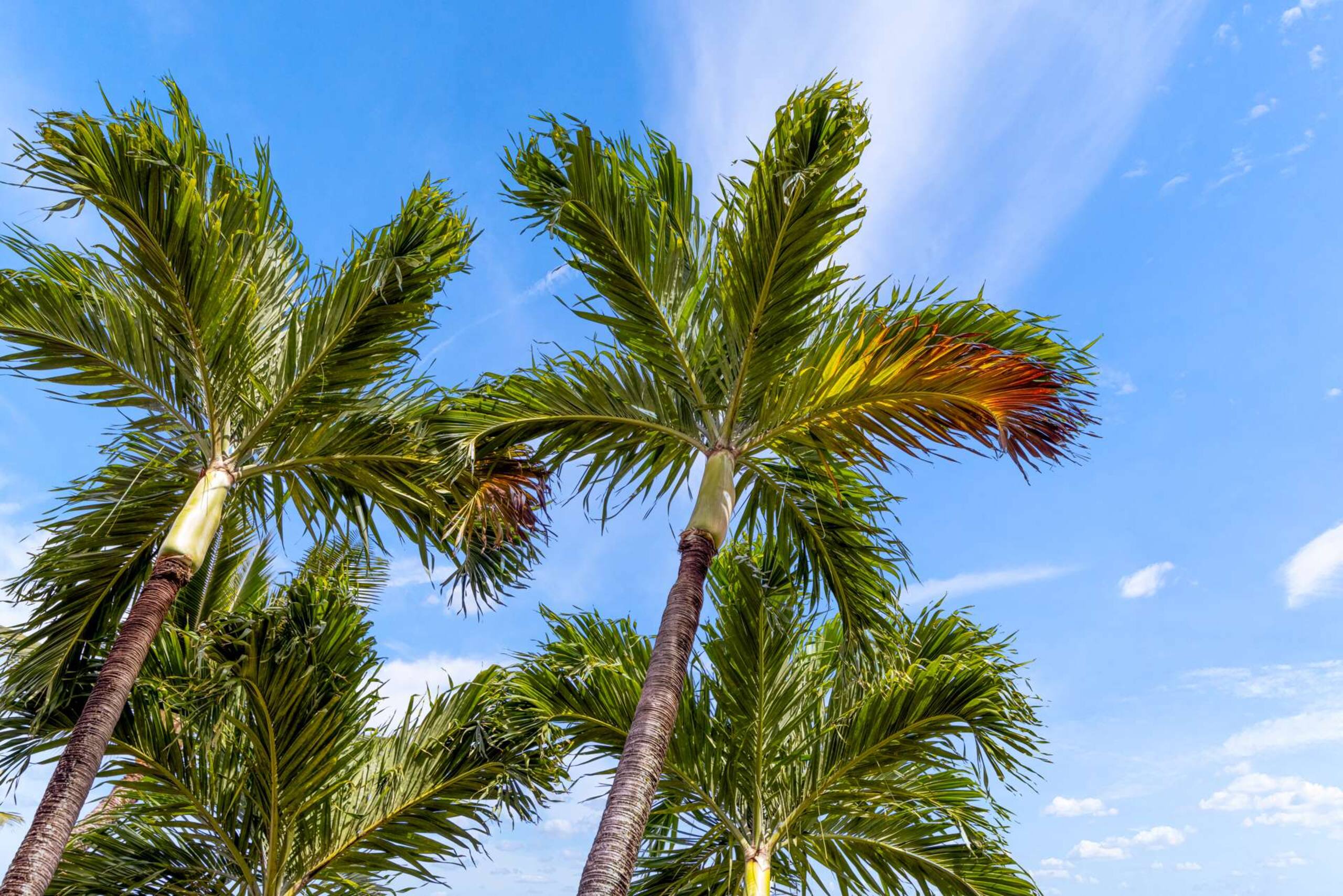 Condo in Lahaina · ★4.9 · 1 bedroom · 2 beds · 1 shared bath - Image 42
