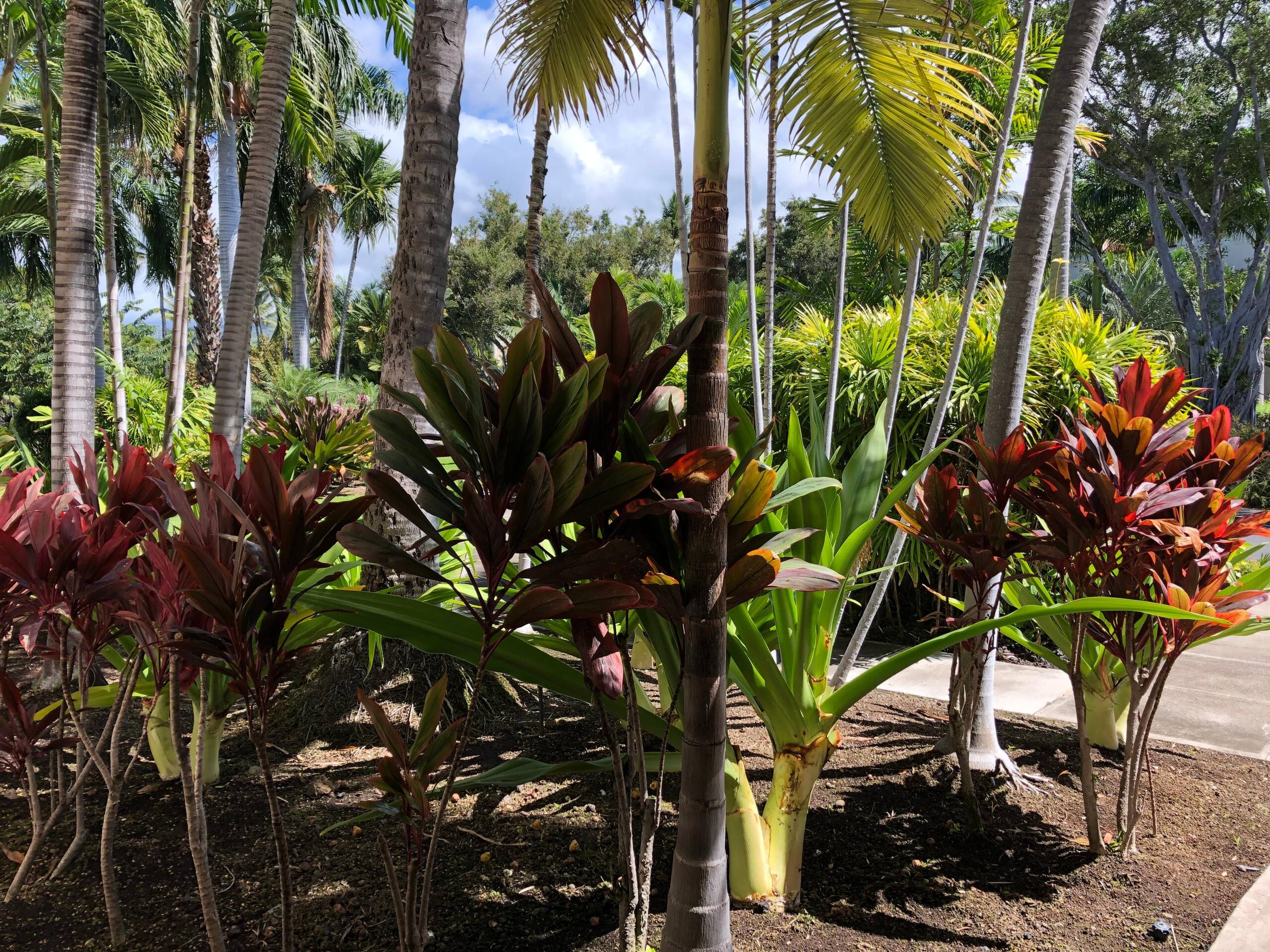 Condo in Kailua-Kona · ★4.89 · 2 bedrooms · 3 beds · 2 baths - Image 28