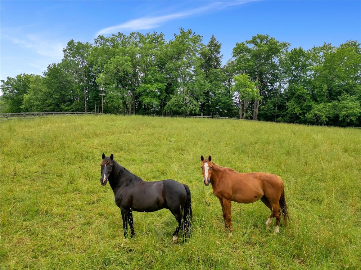 Two horses are pictured standing in a lush green pasture, surrounded by trees. The black horse is on the left, and the brown horse stands on the right, both appearing calm and relaxed in their natural environment.