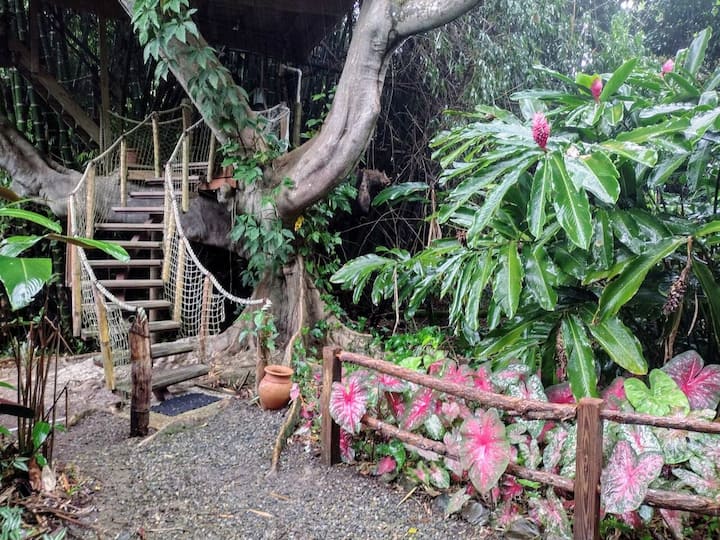 Treehouse Of Life - Mayagüez