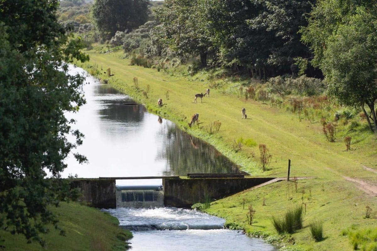 A serene landscape features a calm waterway reflecting surrounding greenery. Along the grassy banks, deer can be seen grazing peacefully. Trees provide a natural backdrop, while a small dam is positioned in the foreground, enhancing the tranquil atmosphere of the scene.