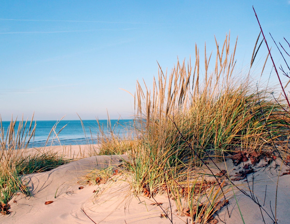 Tall grasses sway gently atop sandy dunes overlooking a calm beach, where the blue water meets the horizon. A clear sky creates a serene atmosphere, enhancing the natural beauty of the coastal landscape.