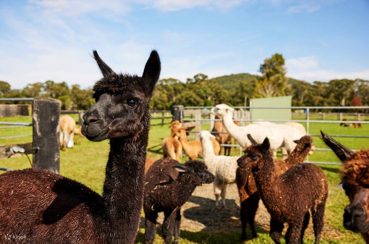 A group of llamas and alpacas is gathered in a green pasture surrounded by a fence. Various shades of brown, white, and black fur can be seen on the animals, with rolling hills and trees in the background, highlighting the natural setting.