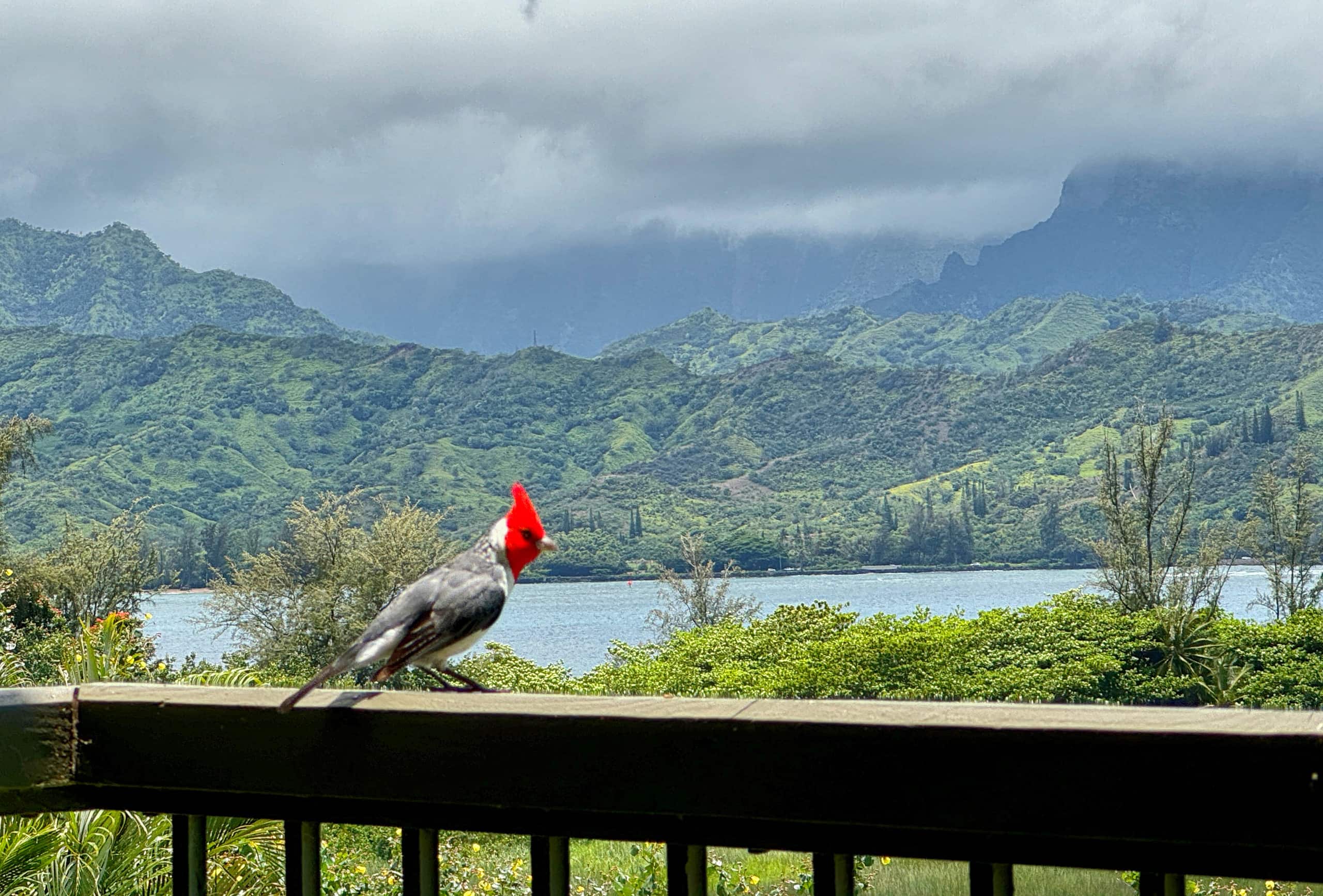 Condo in Princeville · ★4.95 · 2 bedrooms · 3 beds · 2 baths - Image 41