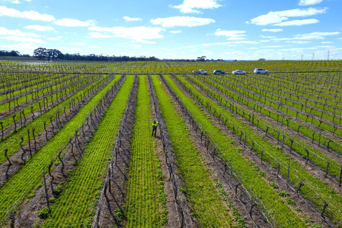 Furche Barossa