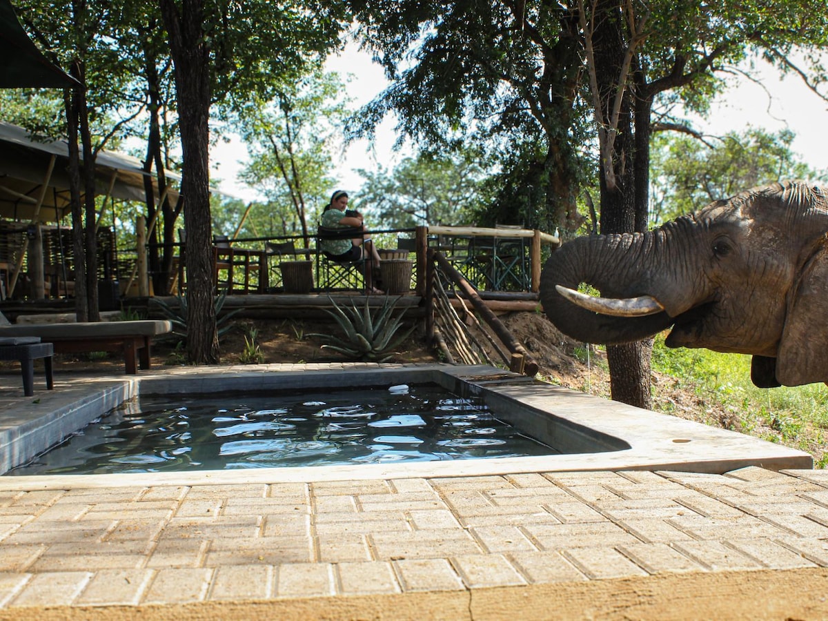 A tranquil plunge pool is set within a natural setting, surrounded by greenery. An elephant approaches the pool area, where a person is seated nearby on a deck. Trees provide shade, and a wooden railing separates the space from the surrounding landscape.