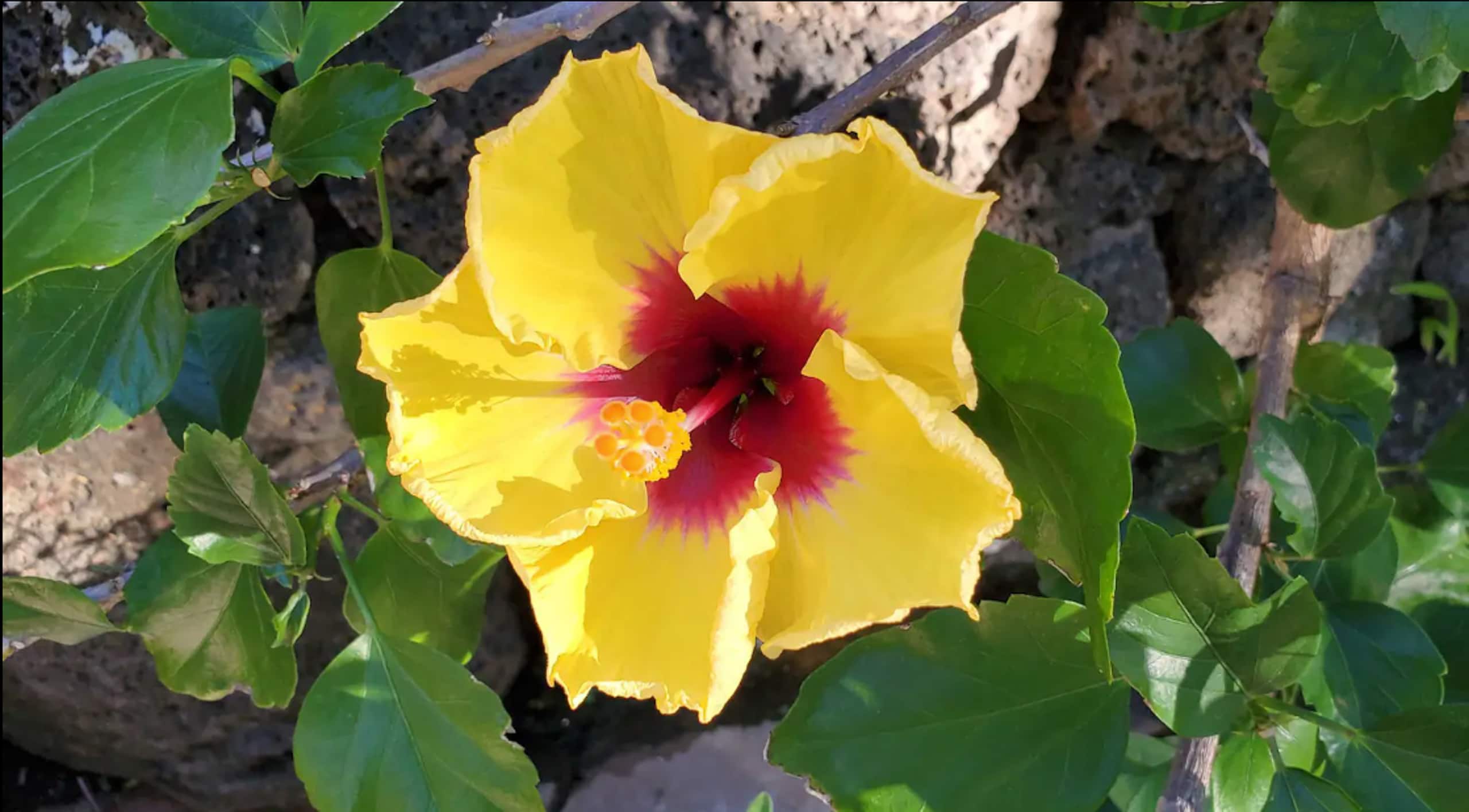 Prince Kuhio 110 - Ground Floor, Two AC - Photo 32