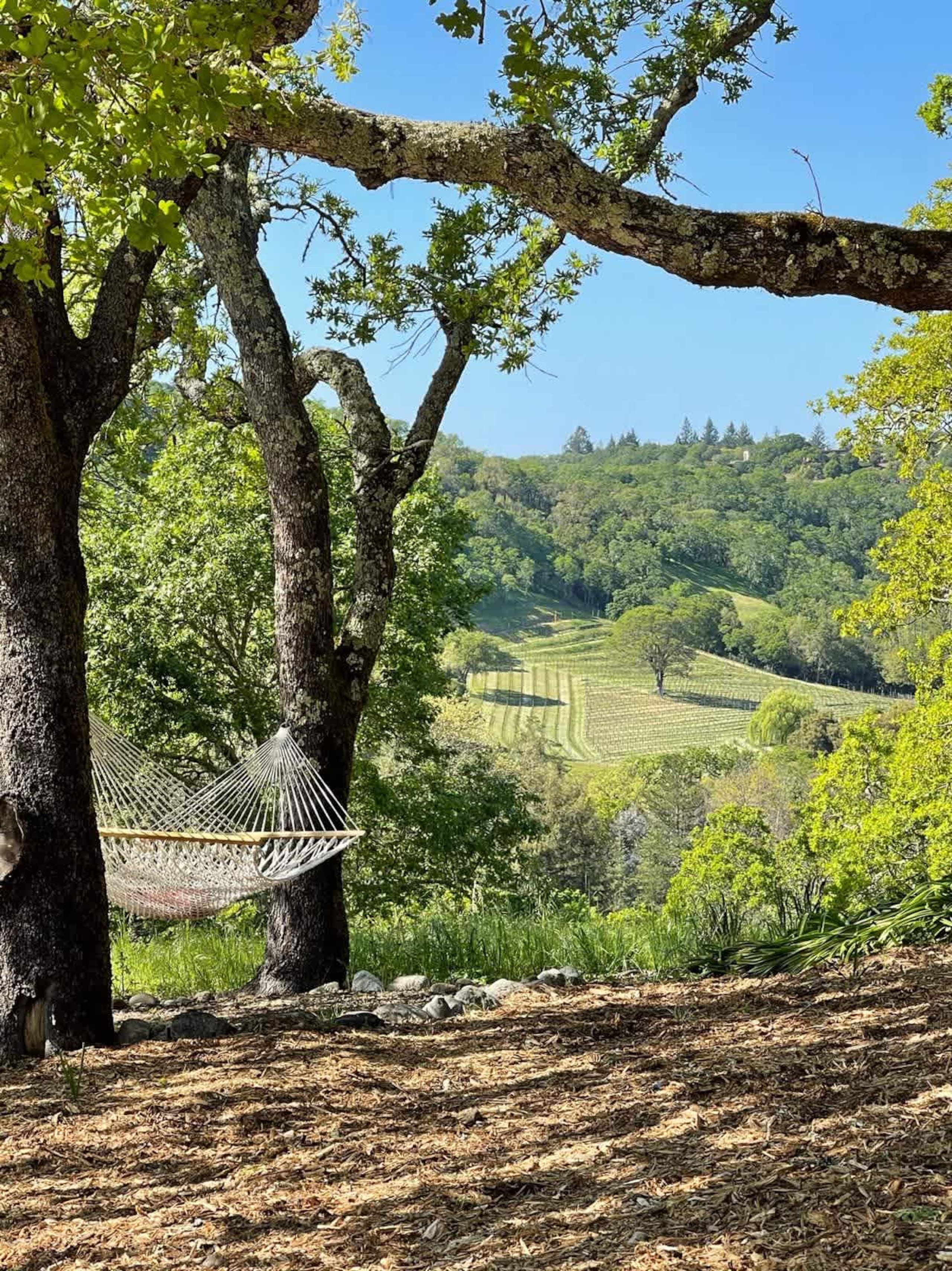 Tula Vista Glass-Walled Wine Country Home - Photo 30