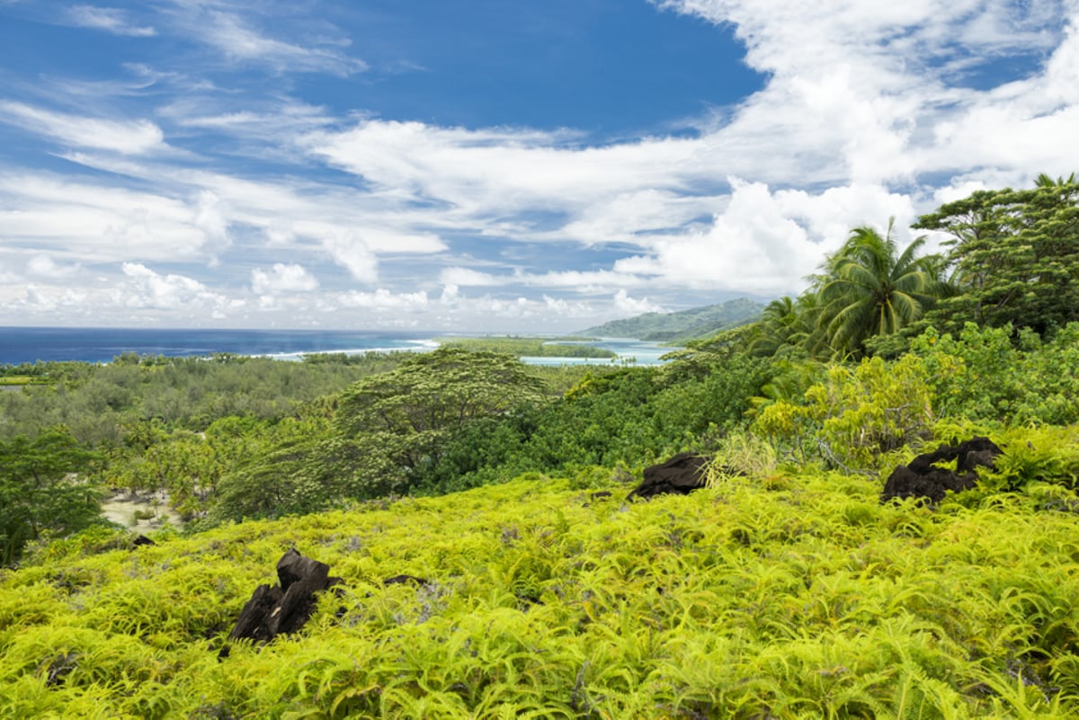 A vibrant landscape filled with lush green vegetation, featuring a mix of ferns and palm trees. Scenic views of the coastline and lagoon are visible in the background, under a partly cloudy sky, creating a serene atmosphere in this natural setting.
