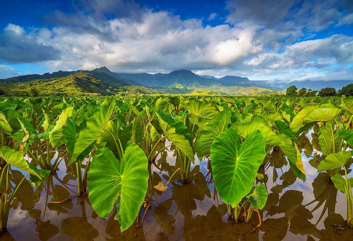 A lush landscape showcases a field of large, vibrant green taro leaves reflecting in calm water. The background features rolling hills and mountains under a partly cloudy sky, emphasizing the richness of Kaua'i's natural beauty.