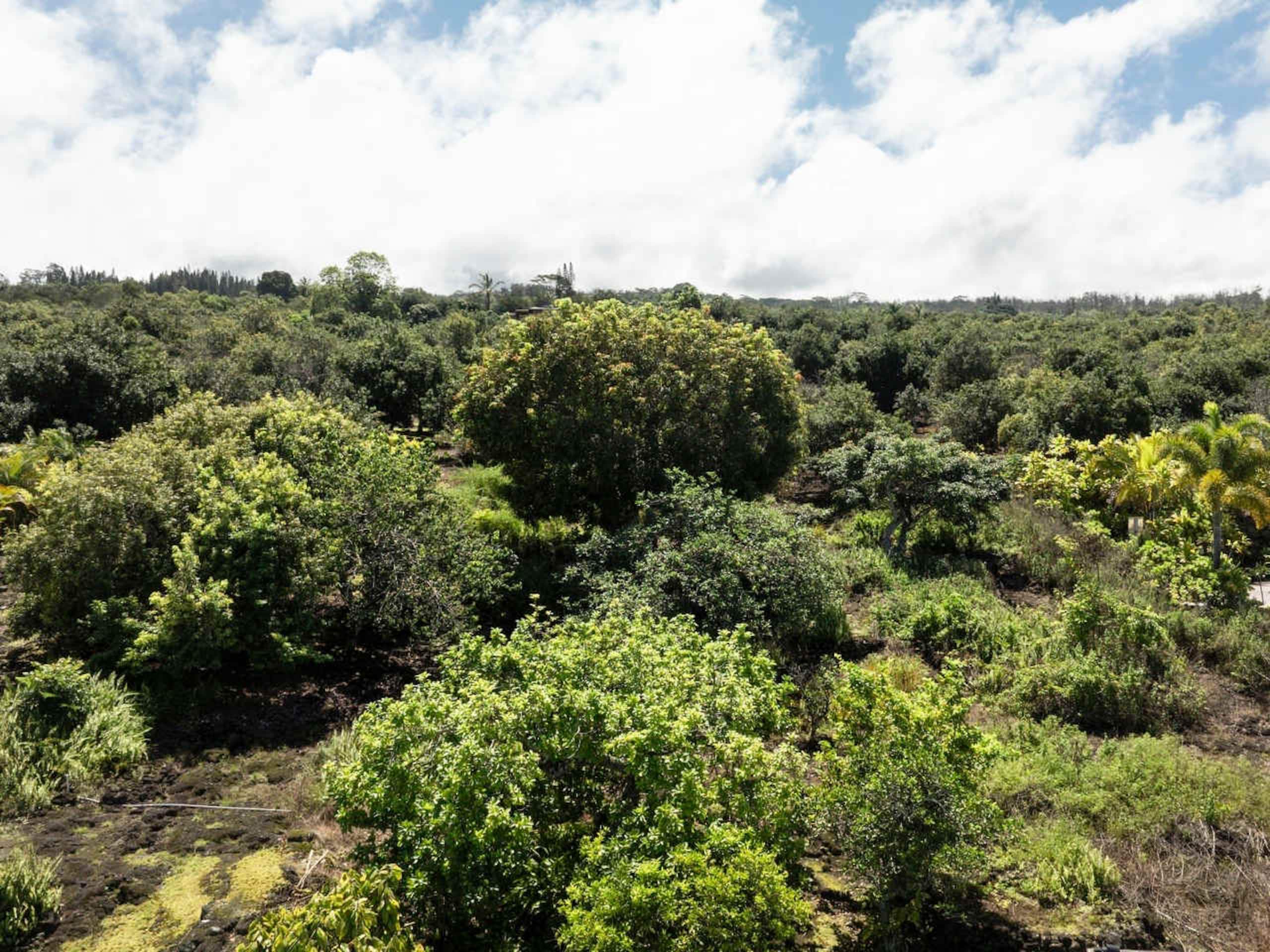 Home in Holualoa · ★4.87 · 3 bedrooms · 4 beds · 2 baths - Photo 19