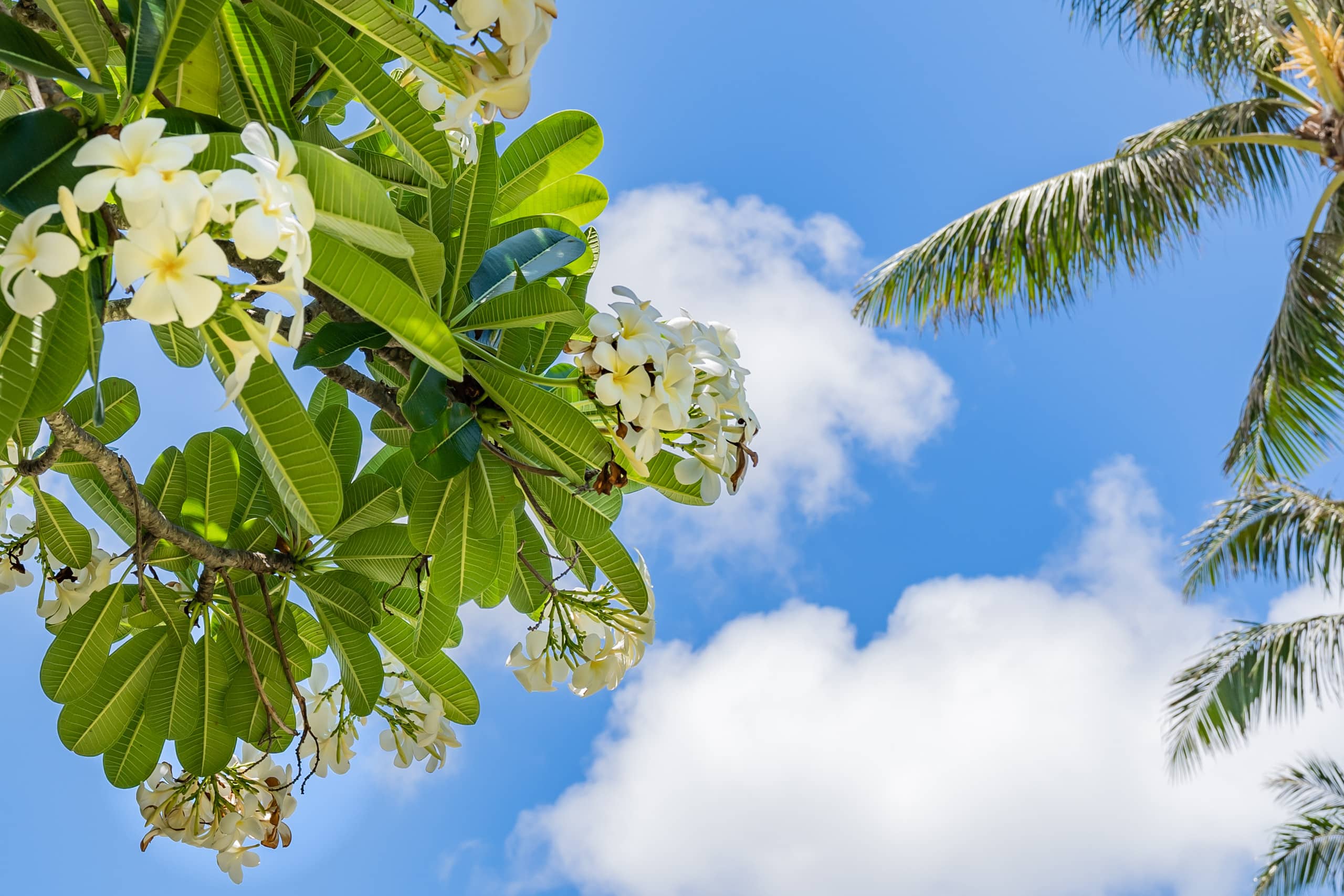 Condo in Kahuku · ★4.61 · 1 bedroom · 1 bed · 1 bath - Image 22
