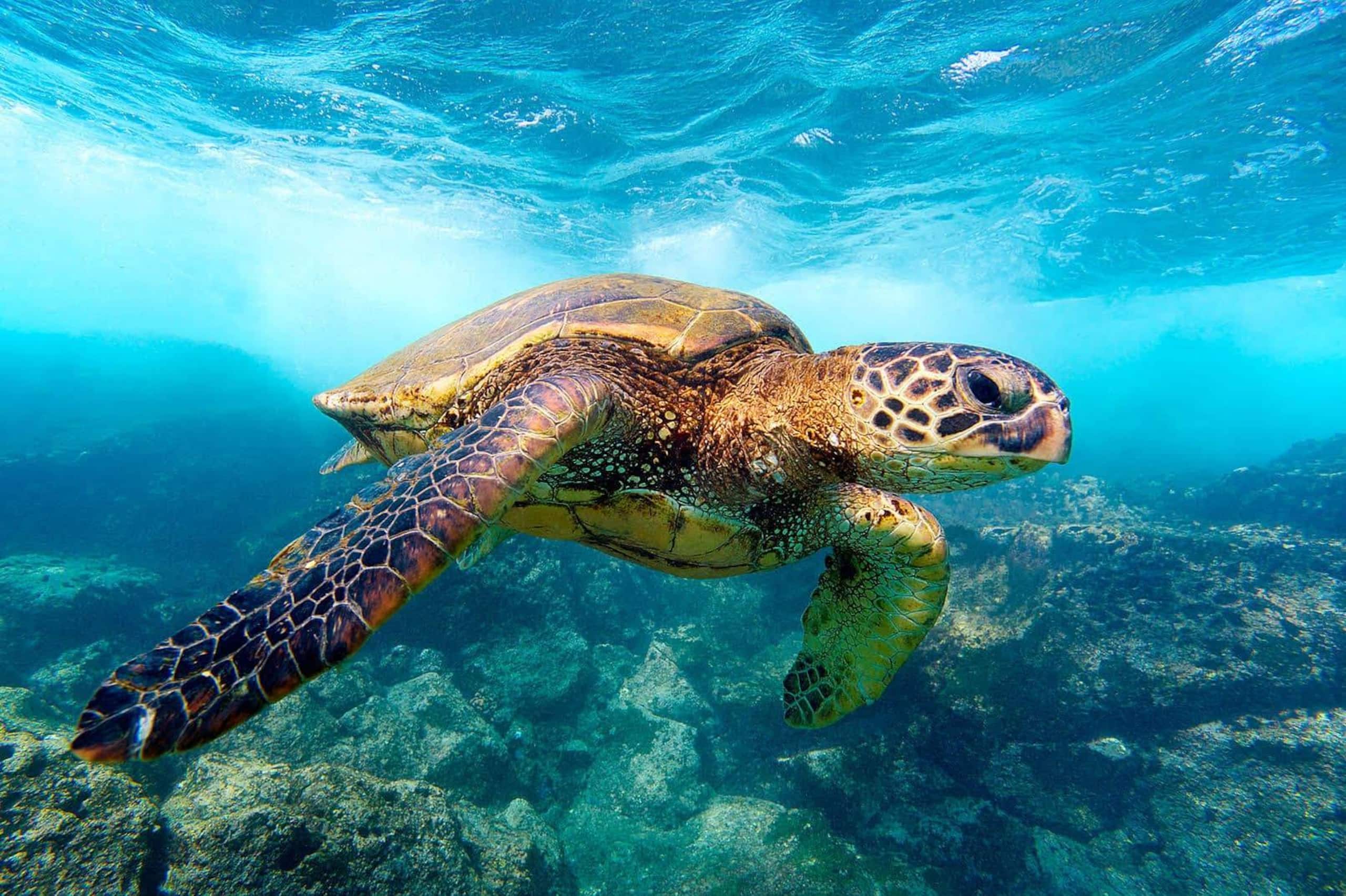 Condo in Princeville · ★4.83 · 2 bedrooms · 2 beds · 2 private baths - Image 16