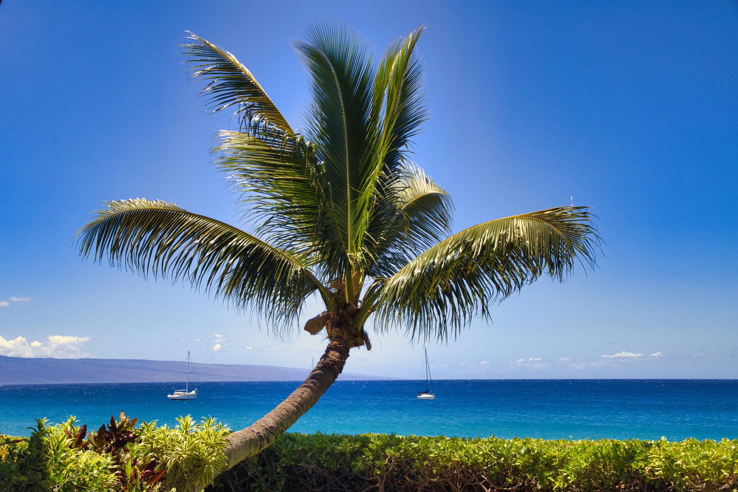 Home in Lahaina · ★5.0 · 2 bedrooms · 3 beds · 2 baths - Image 90