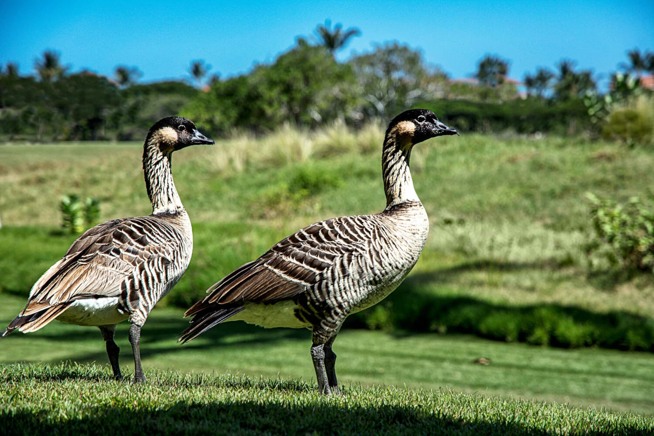 Condo in Waikoloa Village · ★5.0 · 2 bedrooms · 4 beds · 2 baths - Photo 40