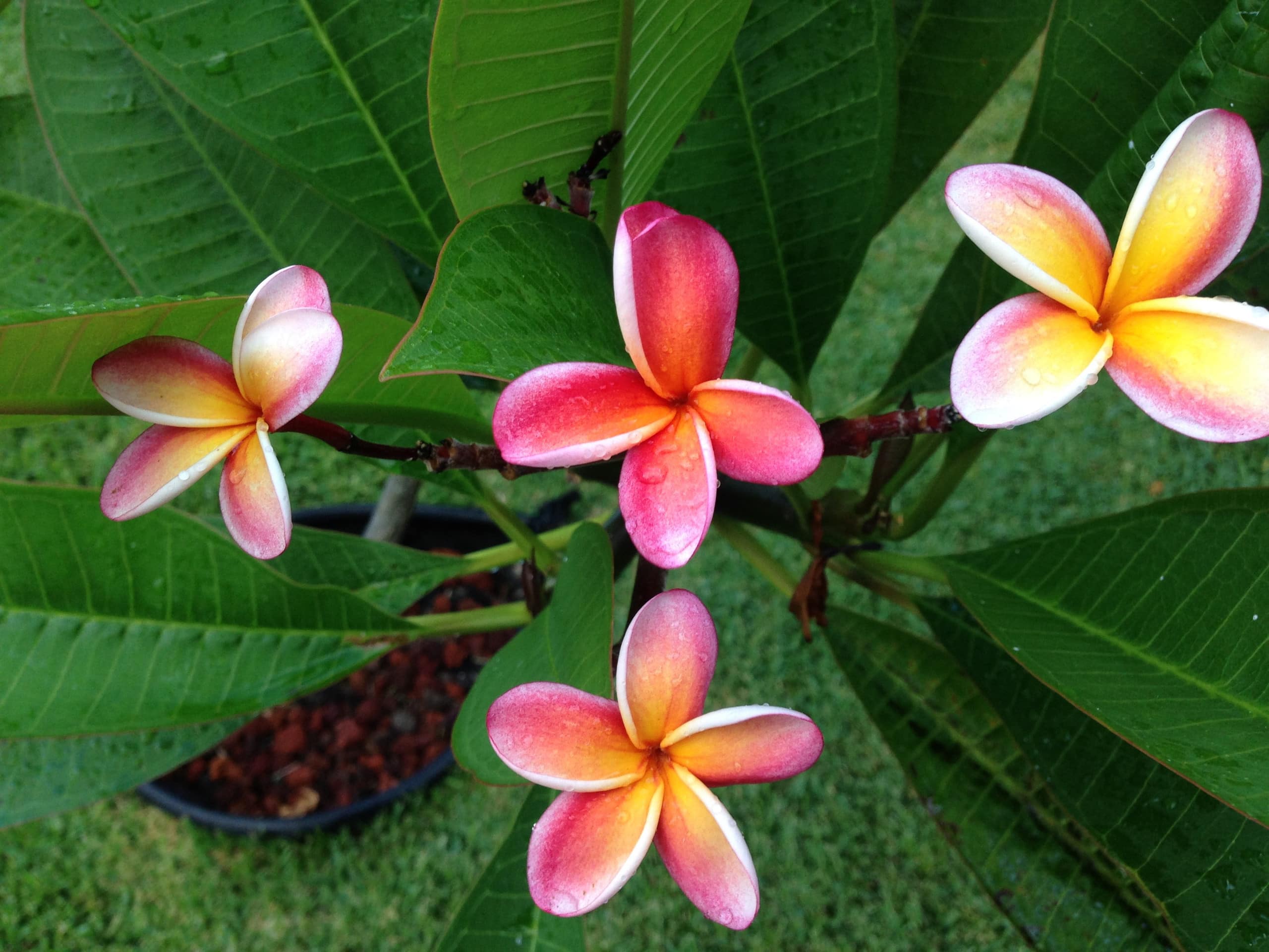 Condo in Lahaina · ★5.0 · 2 bedrooms · 2 beds · 2 baths - Image 34