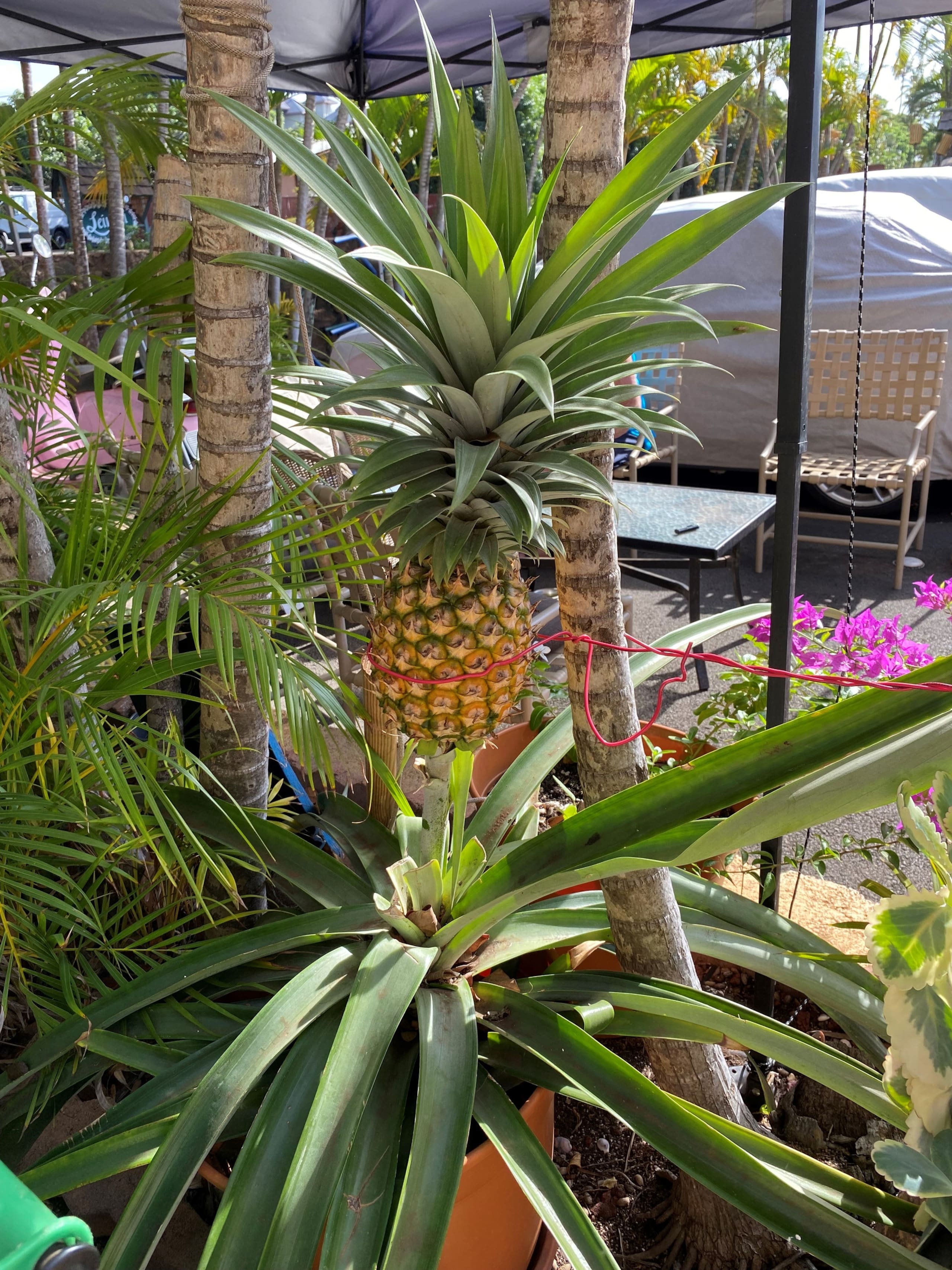 Condo in Lahaina · ★5.0 · 2 bedrooms · 2 beds · 2 baths - Image 23