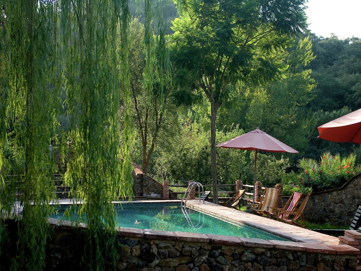 The swimming pool area is surrounded by lush greenery, featuring a tranquil atmosphere. Sun loungers are positioned under shaded umbrellas, with a gently sloping stone edge adding texture. A variety of trees, including a prominent willow, provide additional shade and a serene backdrop.