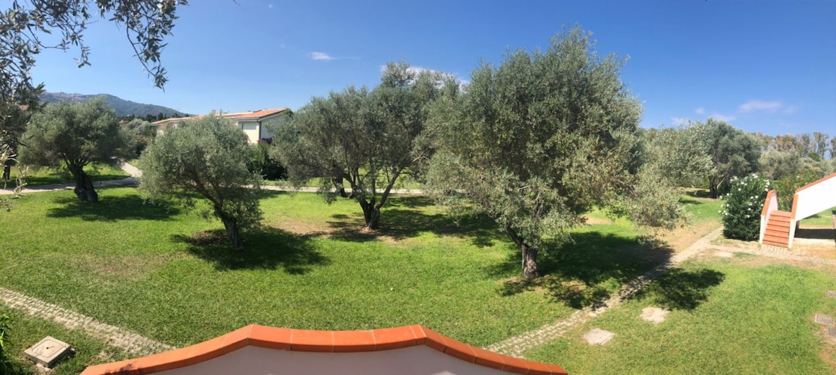 A panoramic view of a tranquil garden with several olive trees, surrounded by lush green grass. A stone pathway weaves through the landscape, leading to nearby structures under a clear blue sky.