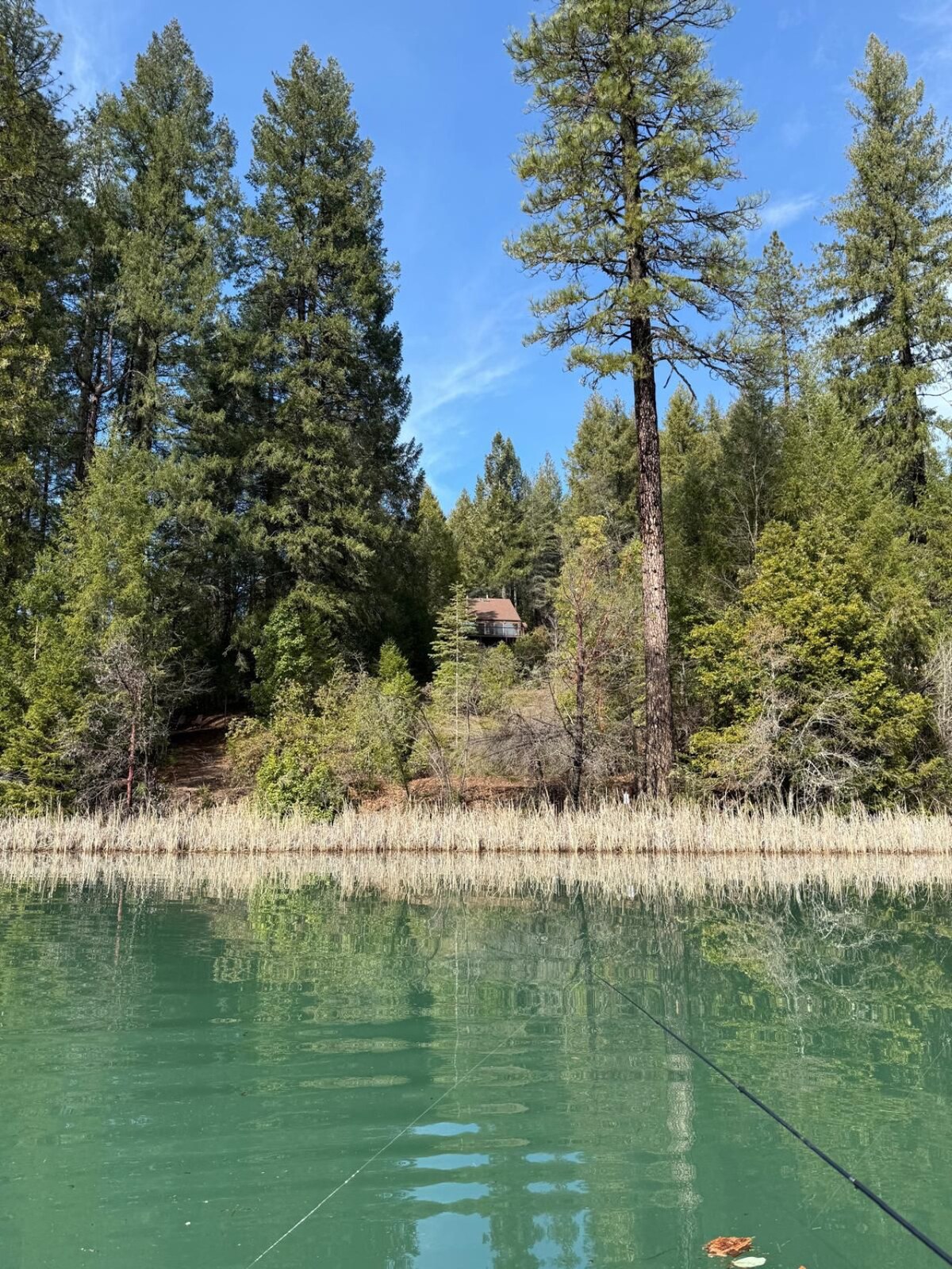 A tranquil lake view showcases a serene shoreline surrounded by lush evergreen trees. The reflection of the forest can be seen on the calm water surface, with a cabin nestled among the trees in the background, under a clear blue sky.