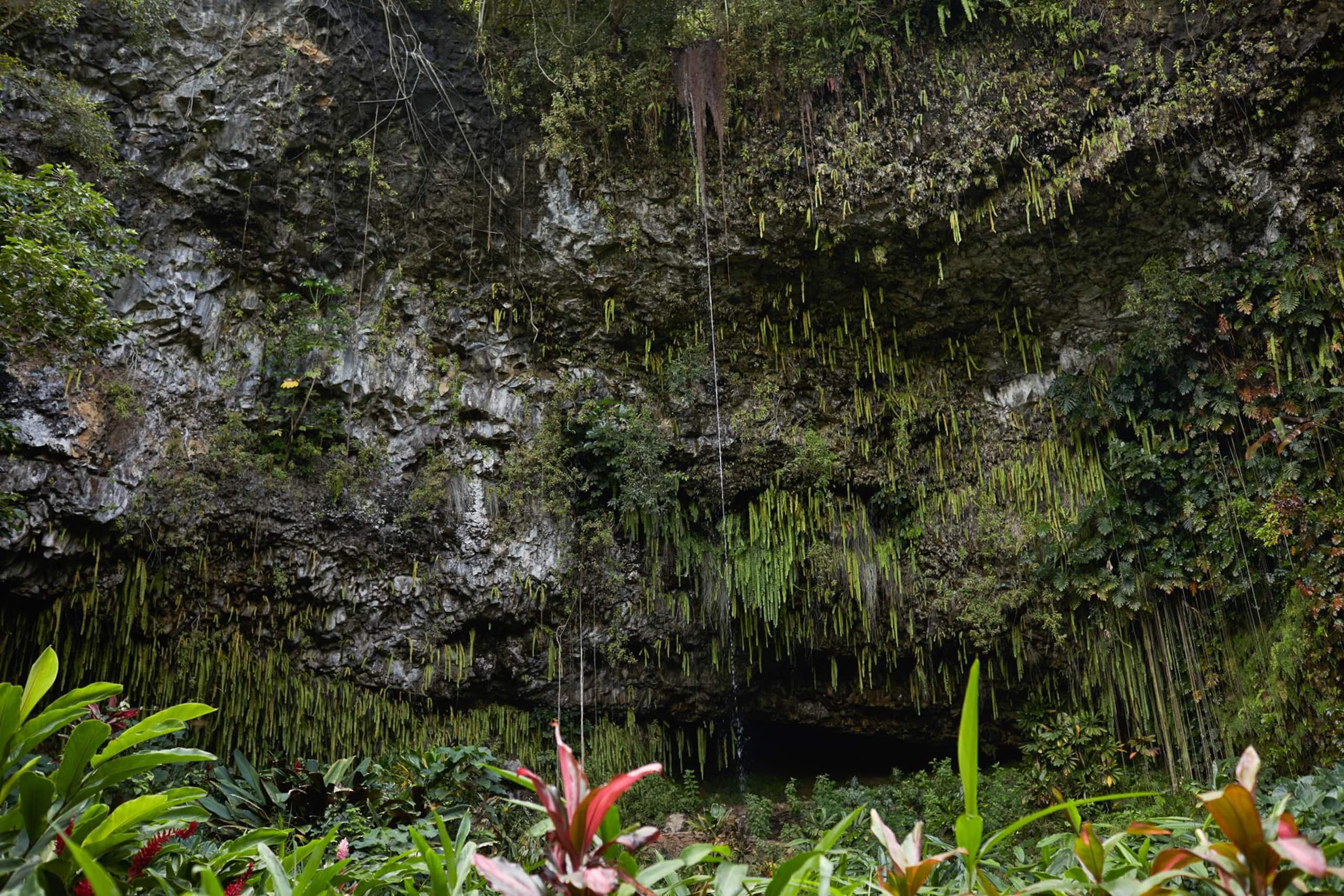 Cabin in Hanalei · ★4.8 · 2 bedrooms · 2 beds · 1 bath - Image 27