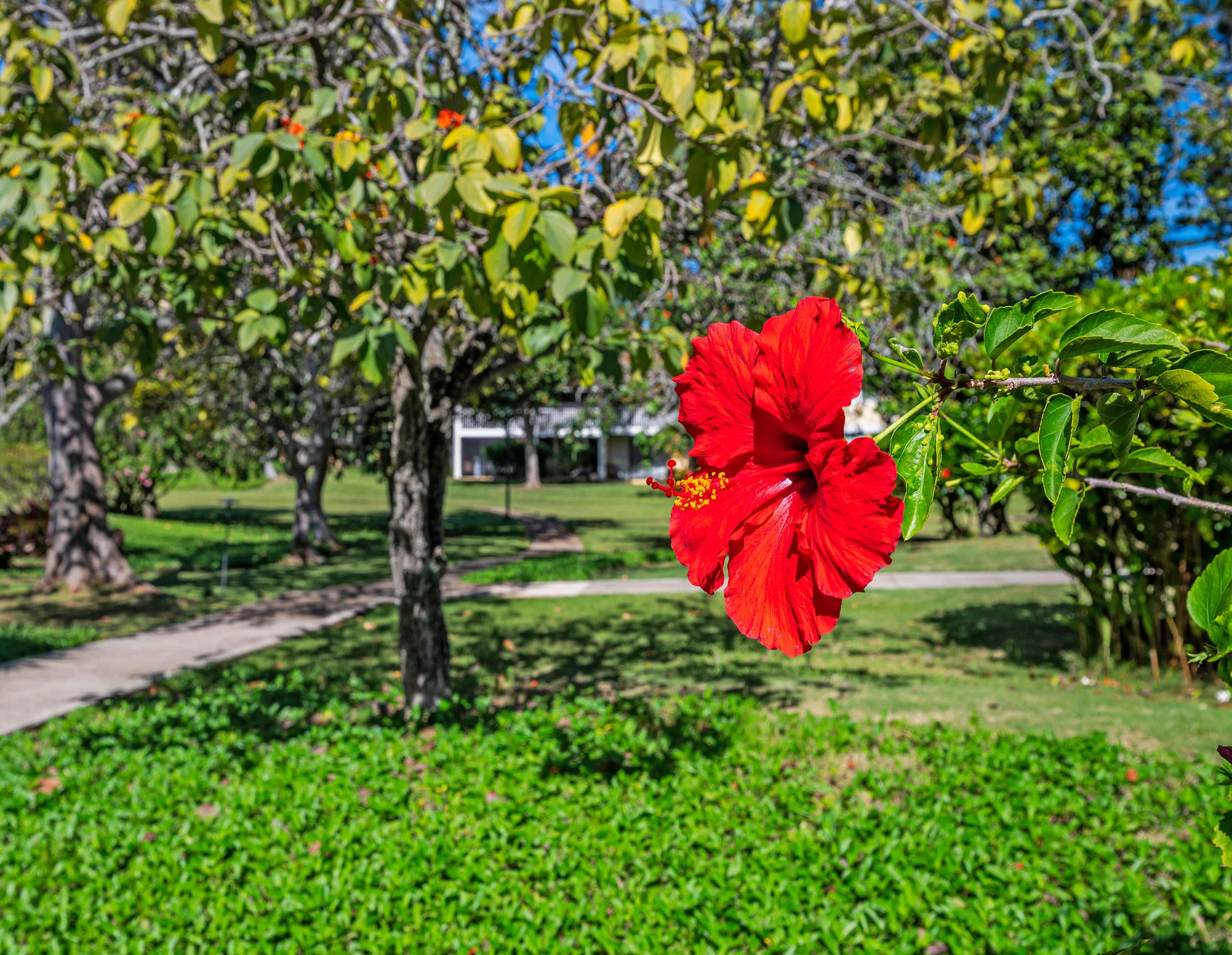 Condo in Kahuku · ★4.85 · 2 bedrooms · 4 beds · 2 private baths - Image 66