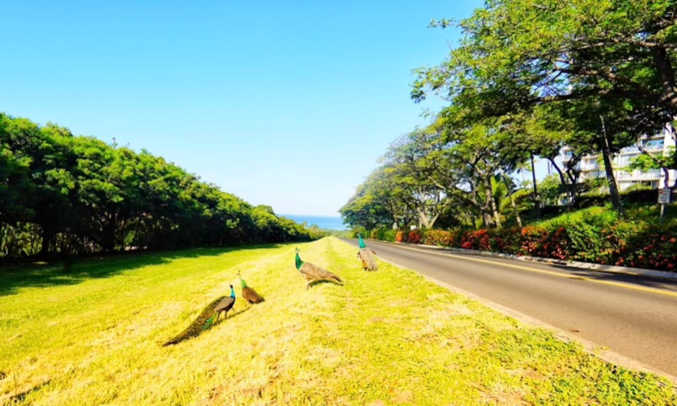 Home in Waianae · ★4.91 · 4 bedrooms · 7 beds · 2.5 baths - Image 84
