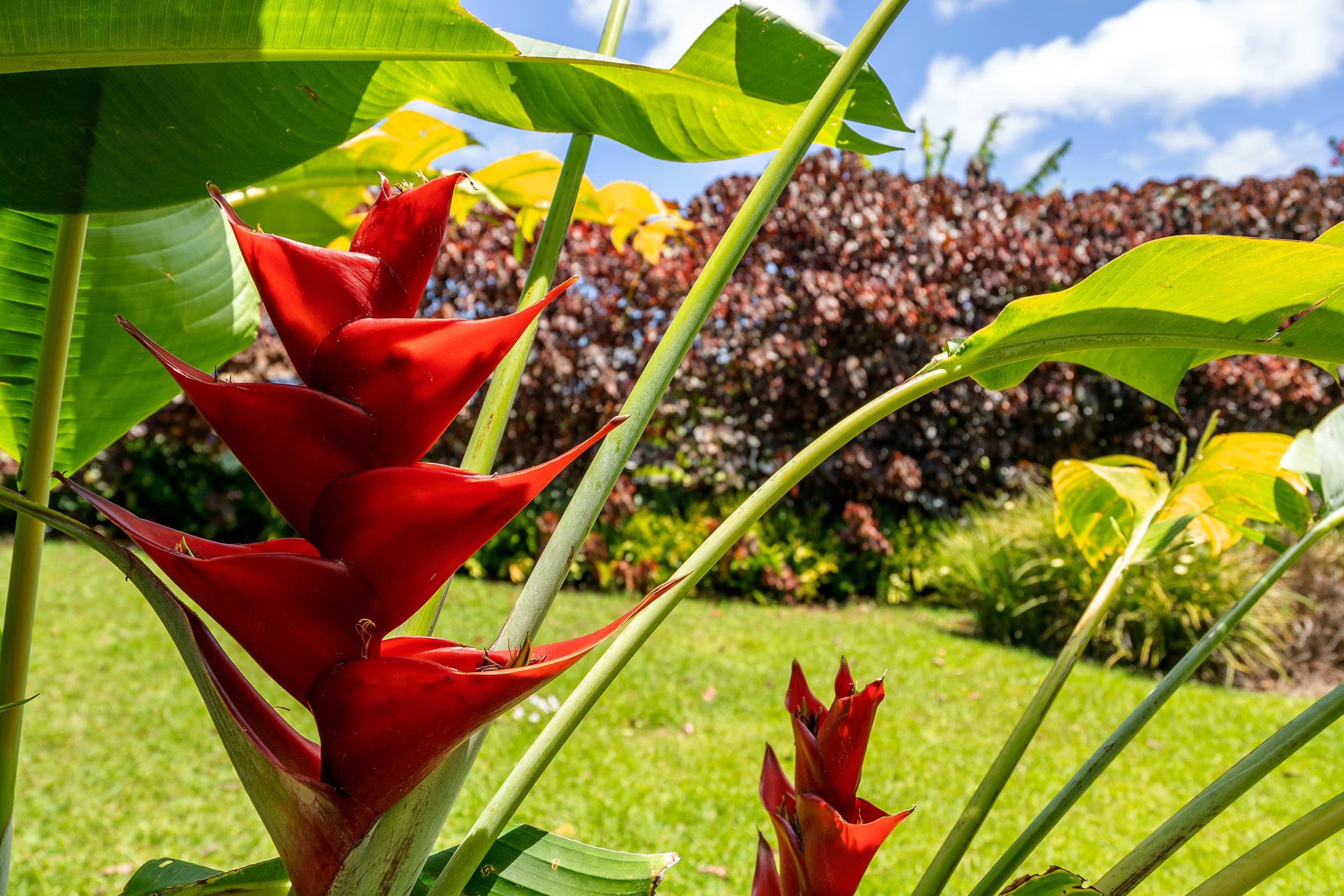 Home in Haiku-Pauwela · ★4.6 · 3 bedrooms · 3 beds · 2 private baths - Image 38