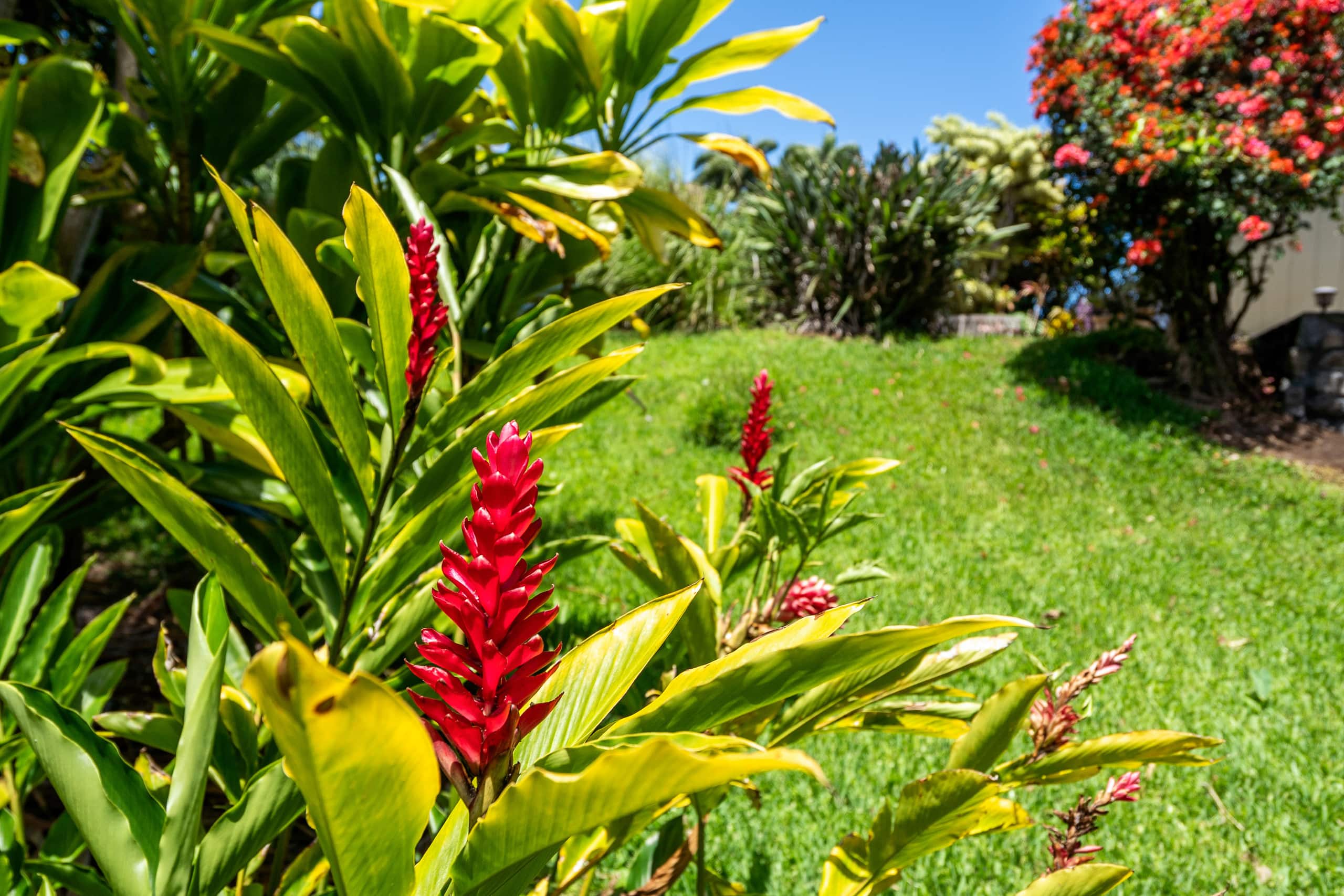 Home in Haiku-Pauwela · ★4.6 · 3 bedrooms · 3 beds · 2 private baths - Image 41