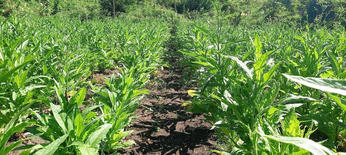 A lush green field is filled with rows of vibrant plants, extending towards the horizon. The well-maintained garden area is surrounded by dense trees and hills, creating a natural and serene environment.