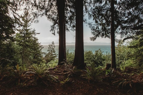 Forest Cocoon | Luxe Sauna Retreat + Ocean View