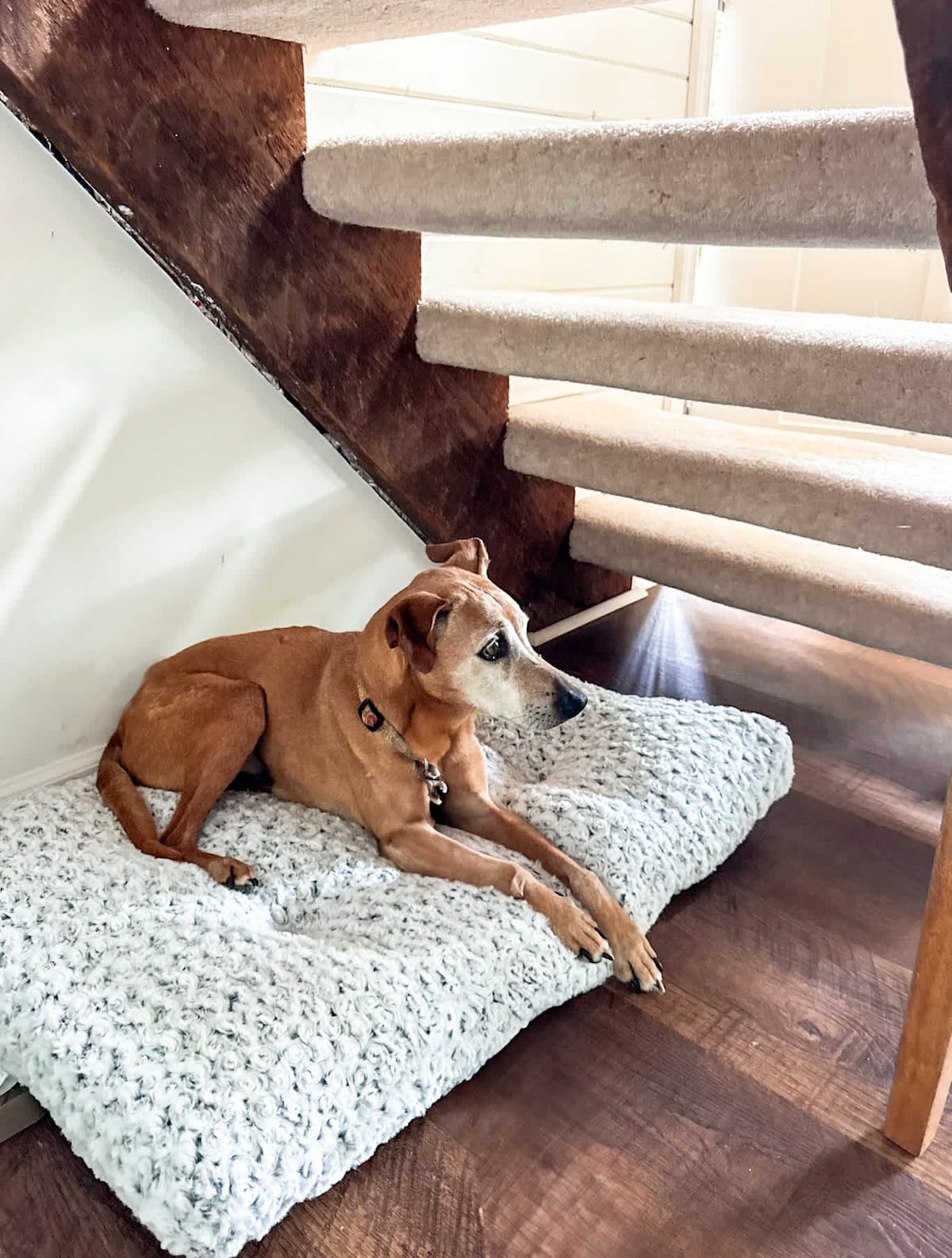 A brown dog rests on a soft, white dog bed placed beneath a carpeted staircase. The warm wood floor enhances the cozy ambiance, with natural light filtering in from a nearby window.