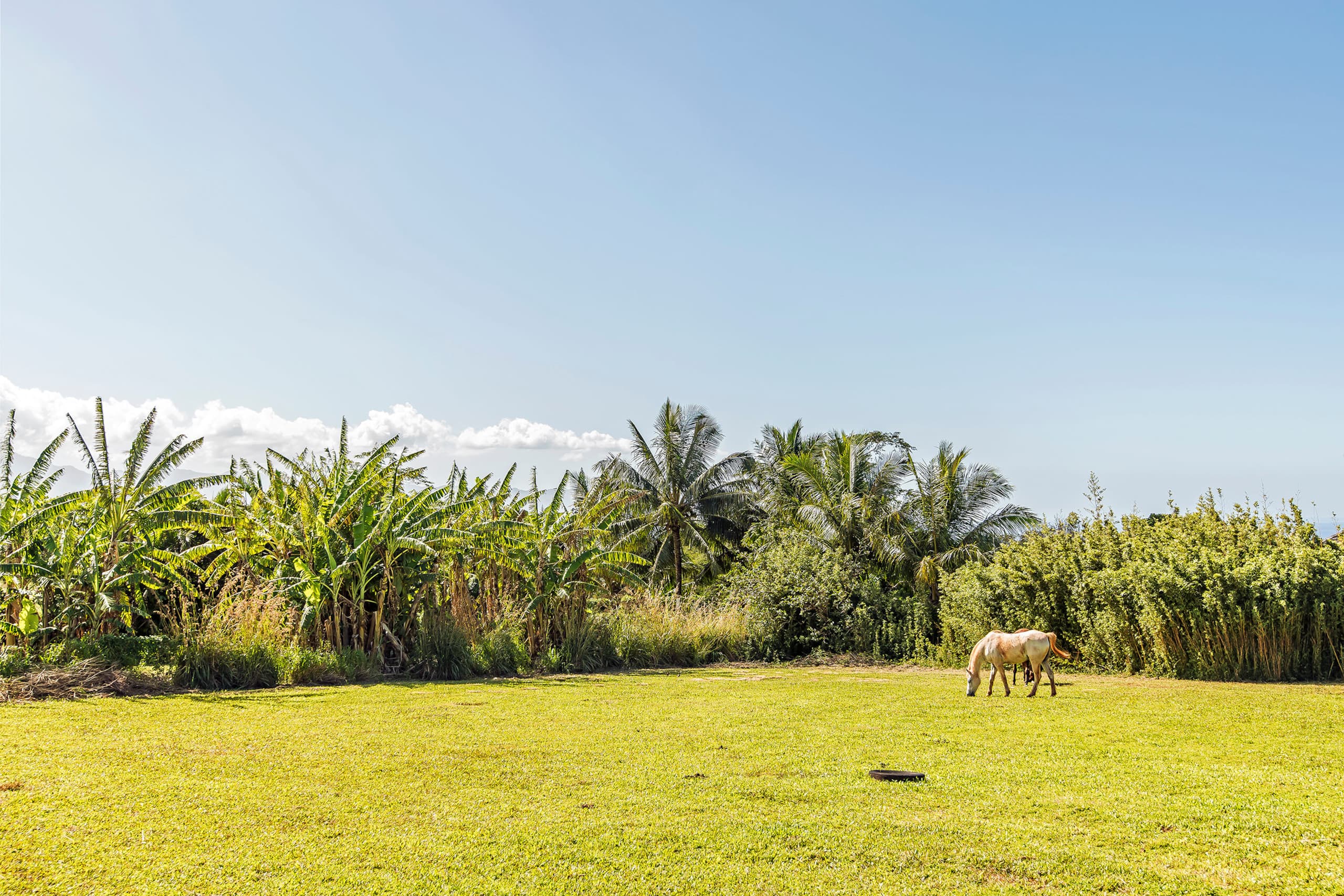 North Shore Rural Serene Home with Ocean-MT Views - Photo 61