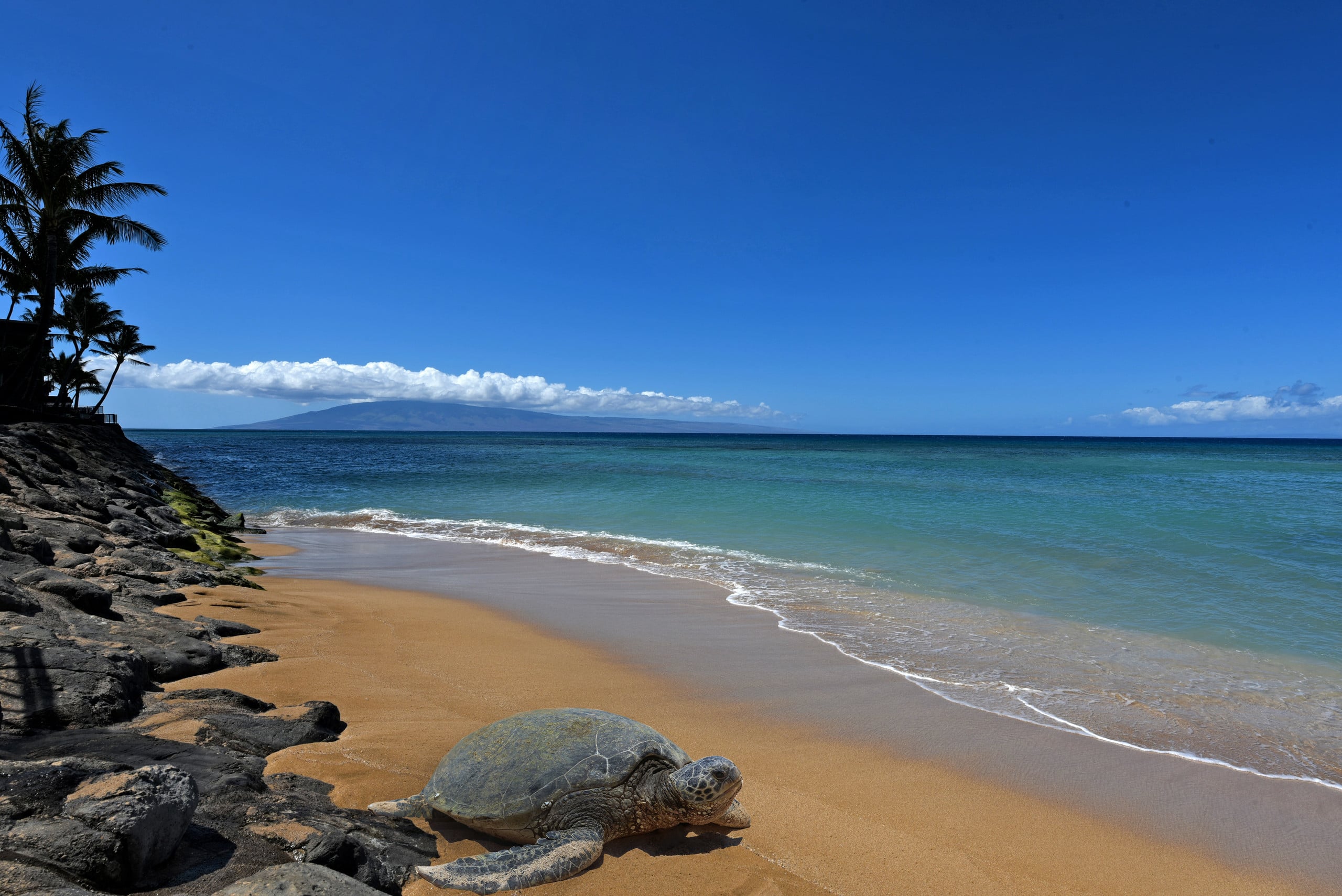 Condo in Lahaina · ★4.86 · 2 bedrooms · 4 beds · 2 baths - Image 30