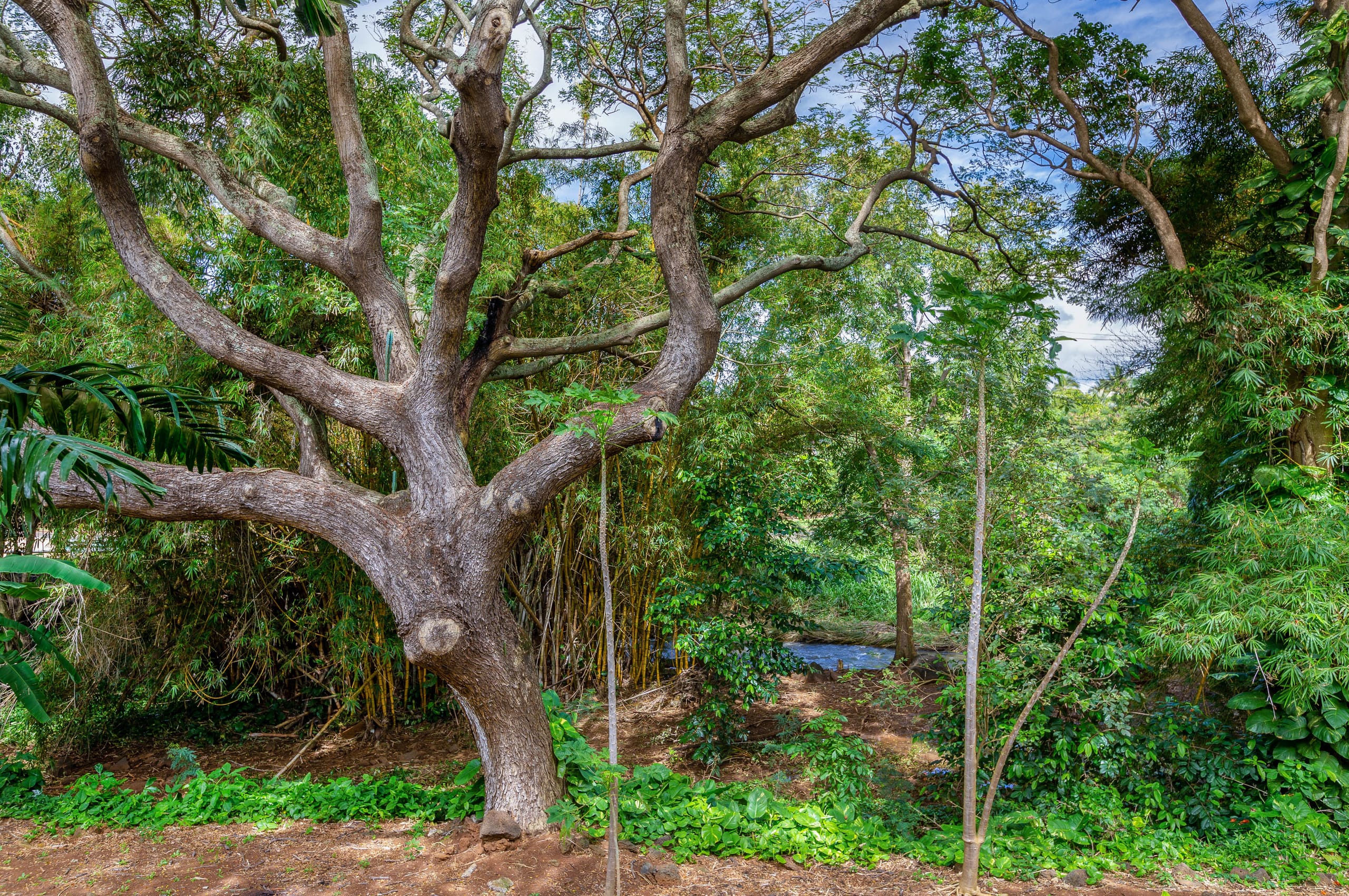 Condo in Koloa · ★4.64 · 2 bedrooms · 2 beds · 2 baths - Image 31