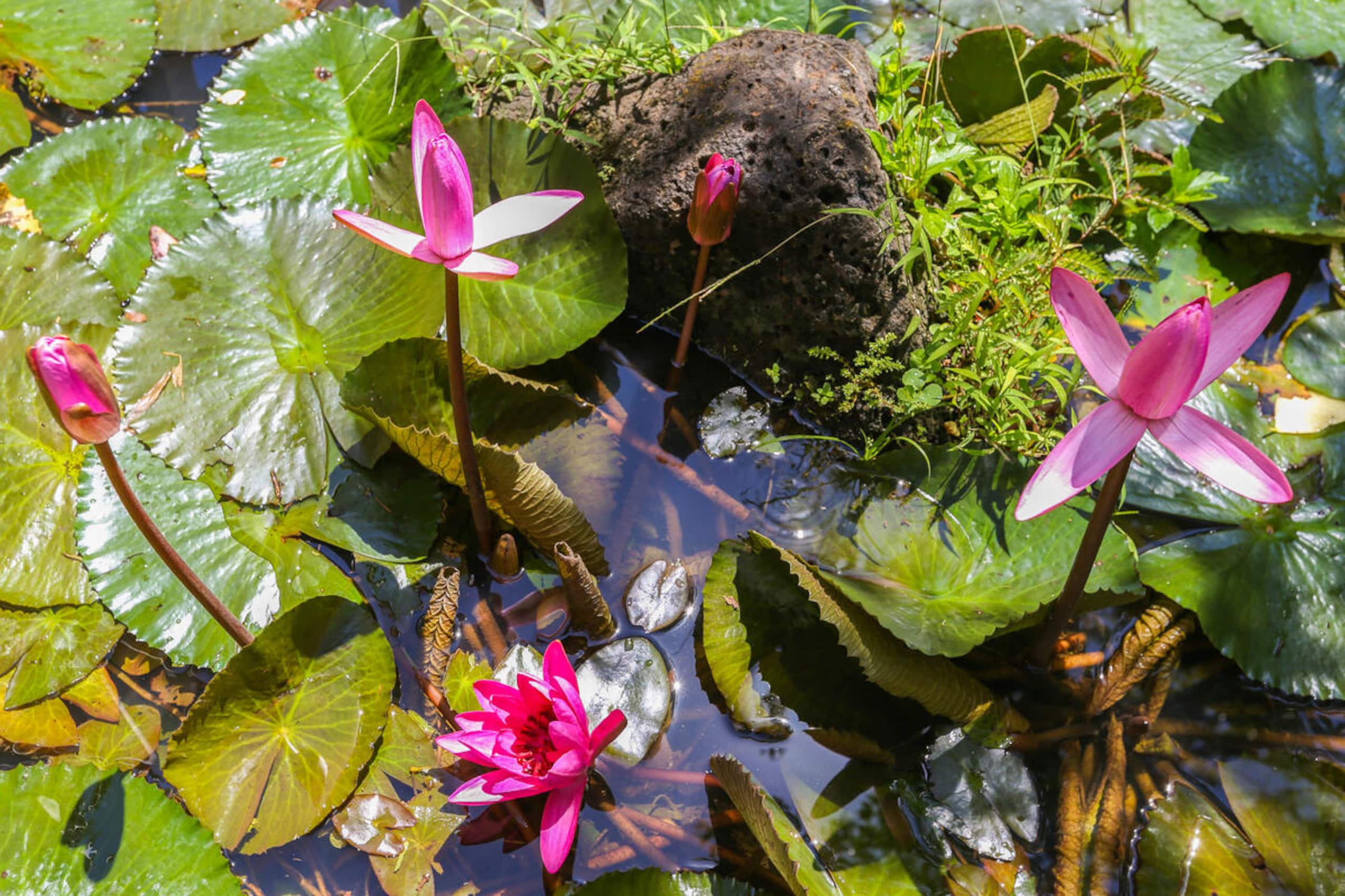 Waikomo Streams 121: Tropic Gardens & Shared Pool - Image 21