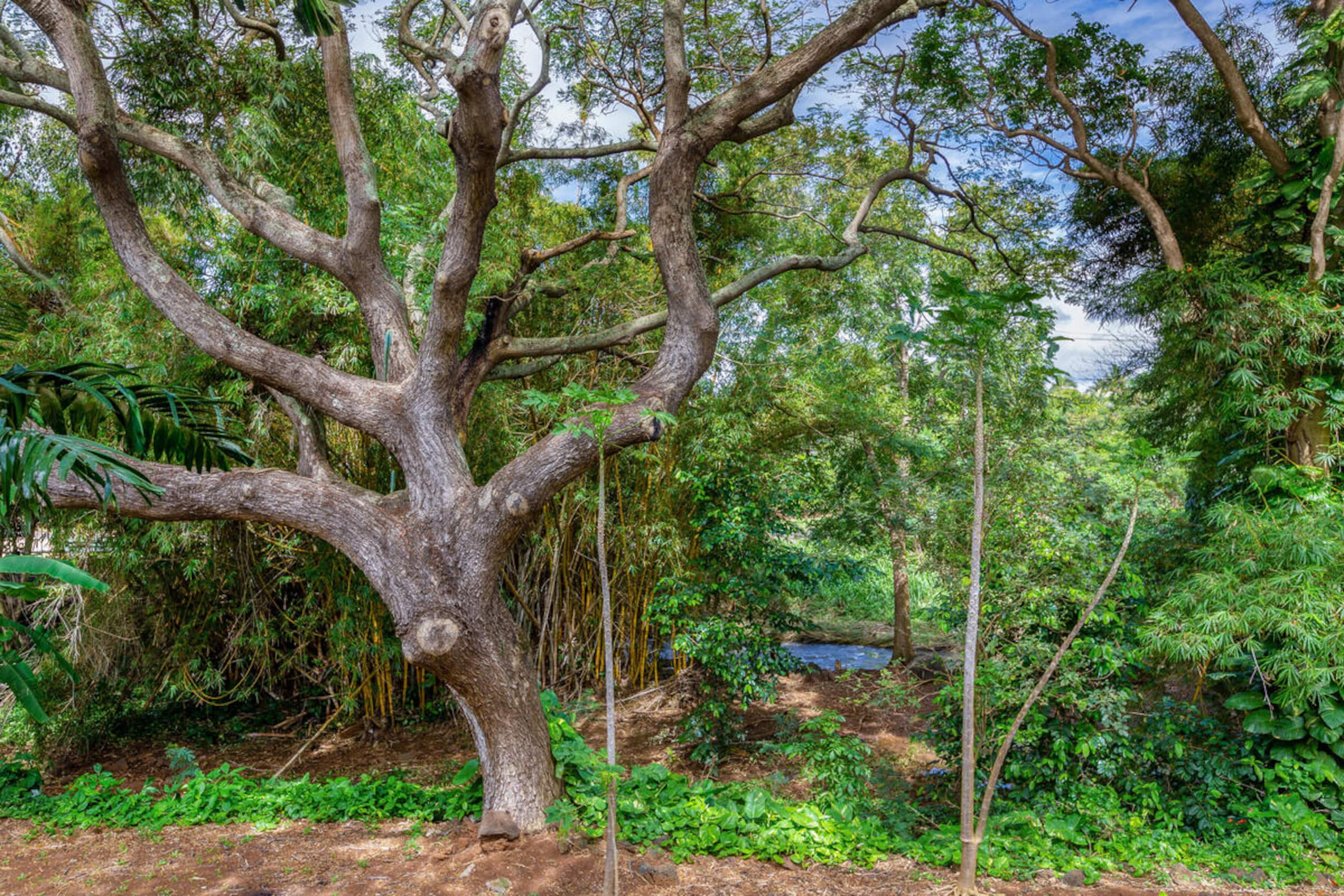Waikomo Streams 121: Tropic Gardens & Shared Pool - Image 16