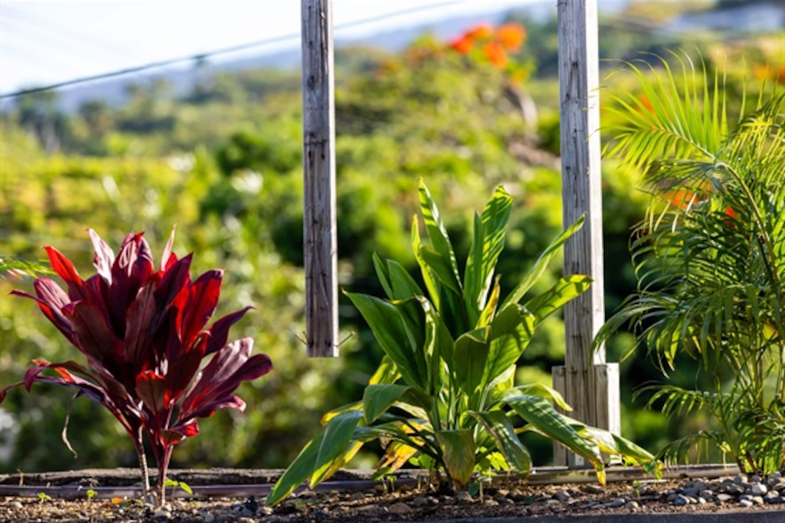 Home in Kailua-Kona · ★5.0 · 4 bedrooms · 13 beds · 3 private baths - Image 123