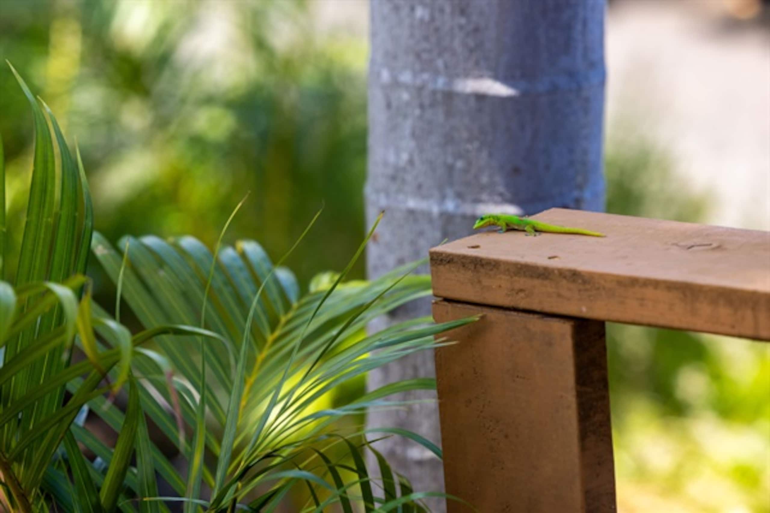 Home in Kailua-Kona · ★5.0 · 4 bedrooms · 13 beds · 3 private baths - Image 132