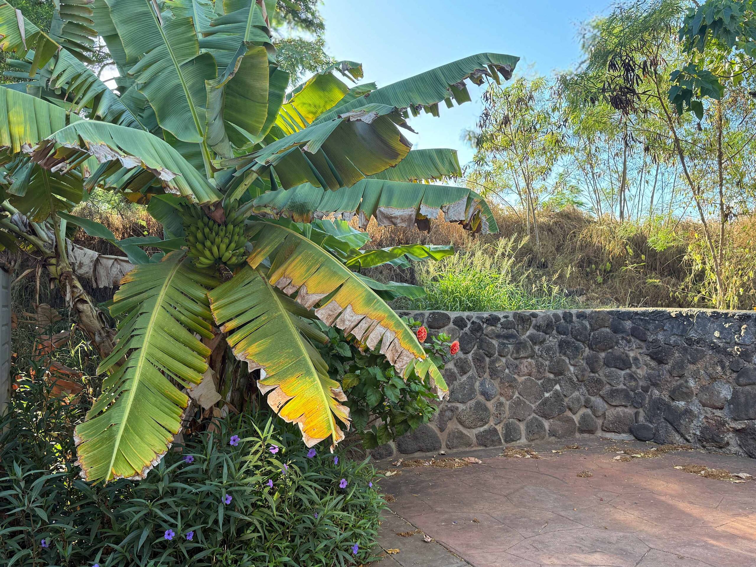Maui Beach House B&B Royal Suite, Free Breakfast - Image 25