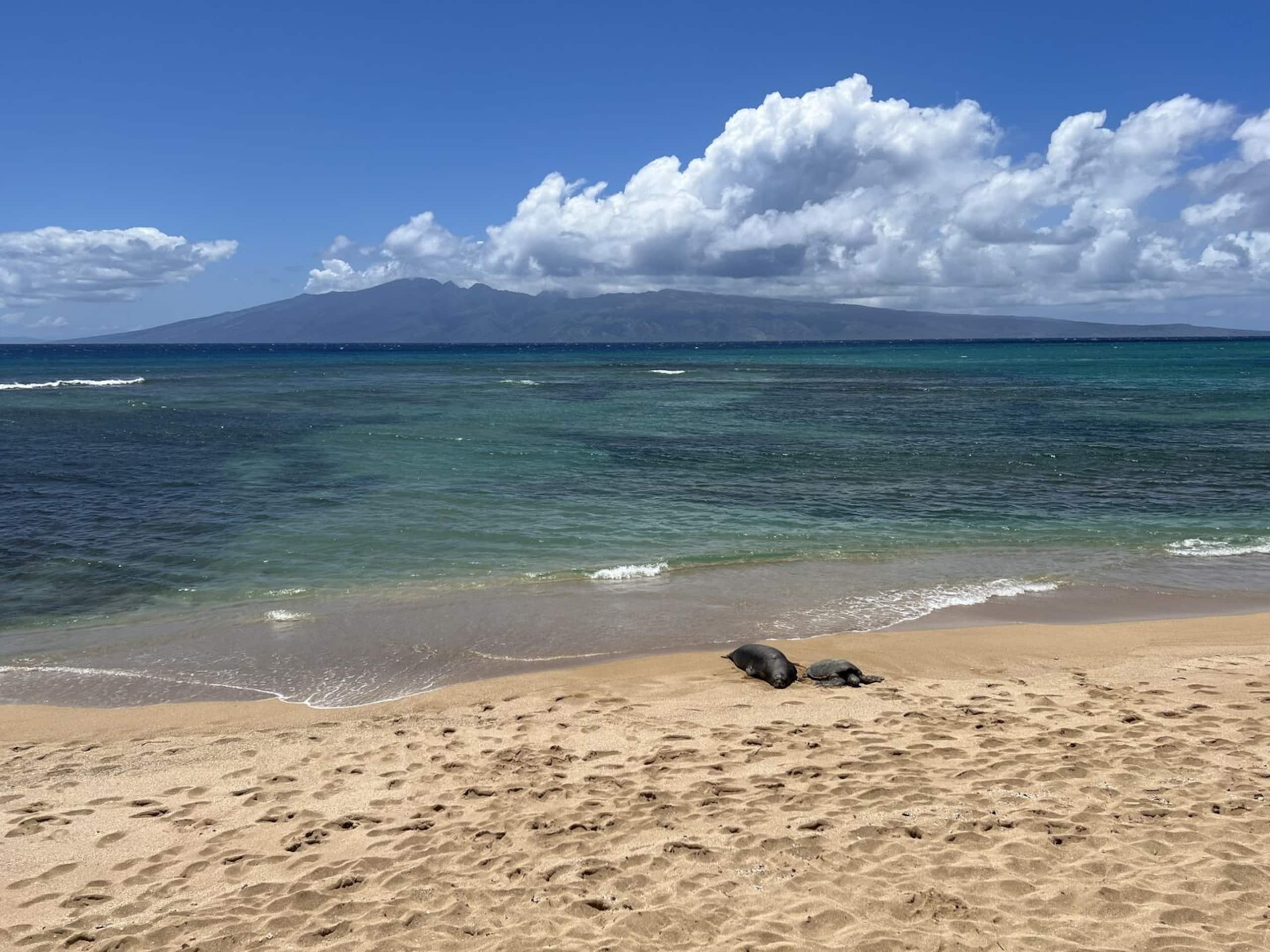 Condo in Lahaina · ★5.0 · 1 bedroom · 2 beds · 1 bath - Image 34