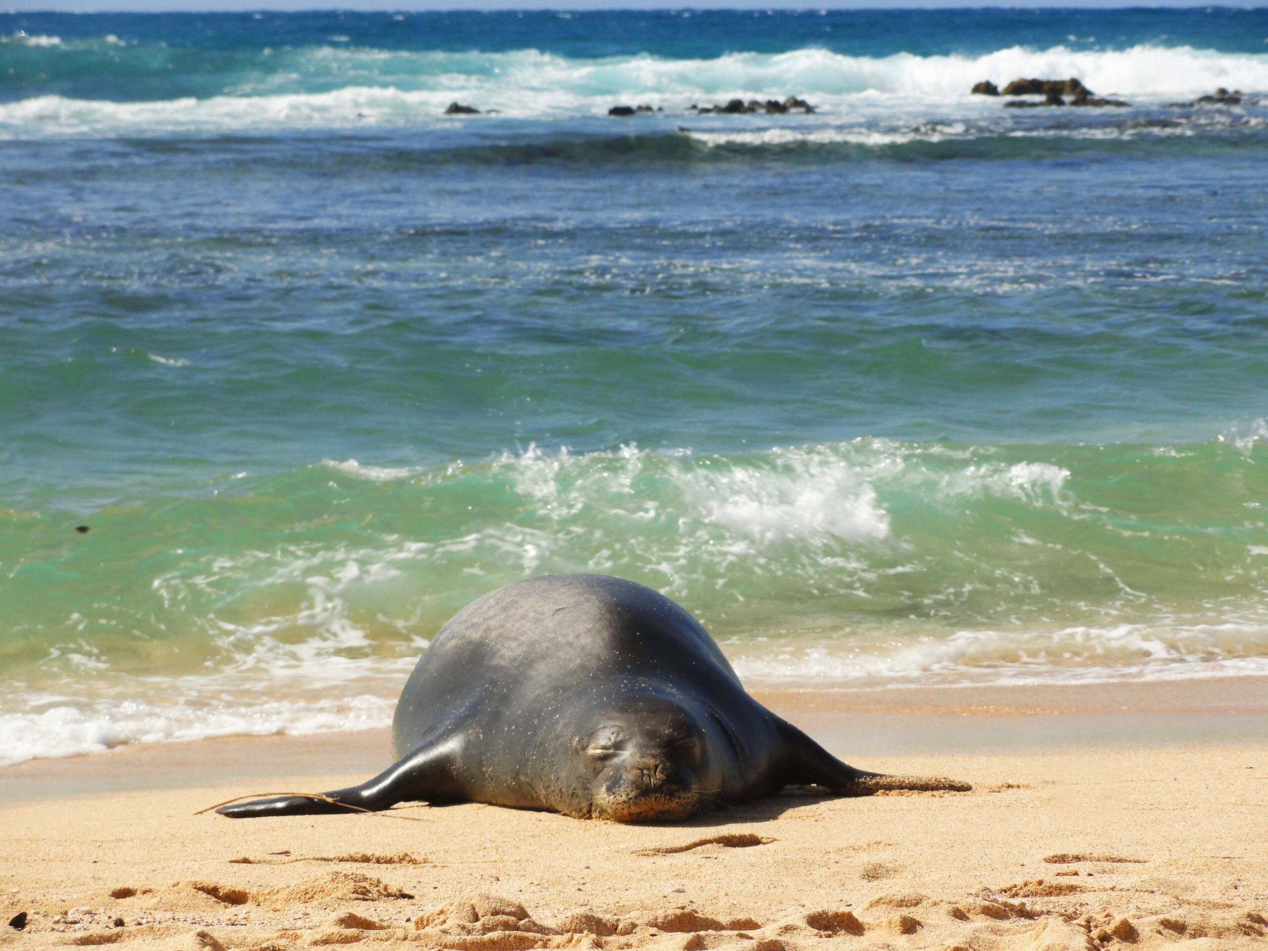 Condo in Koloa · ★4.79 · 2 bedrooms · 3 beds · 2 baths - Image 27