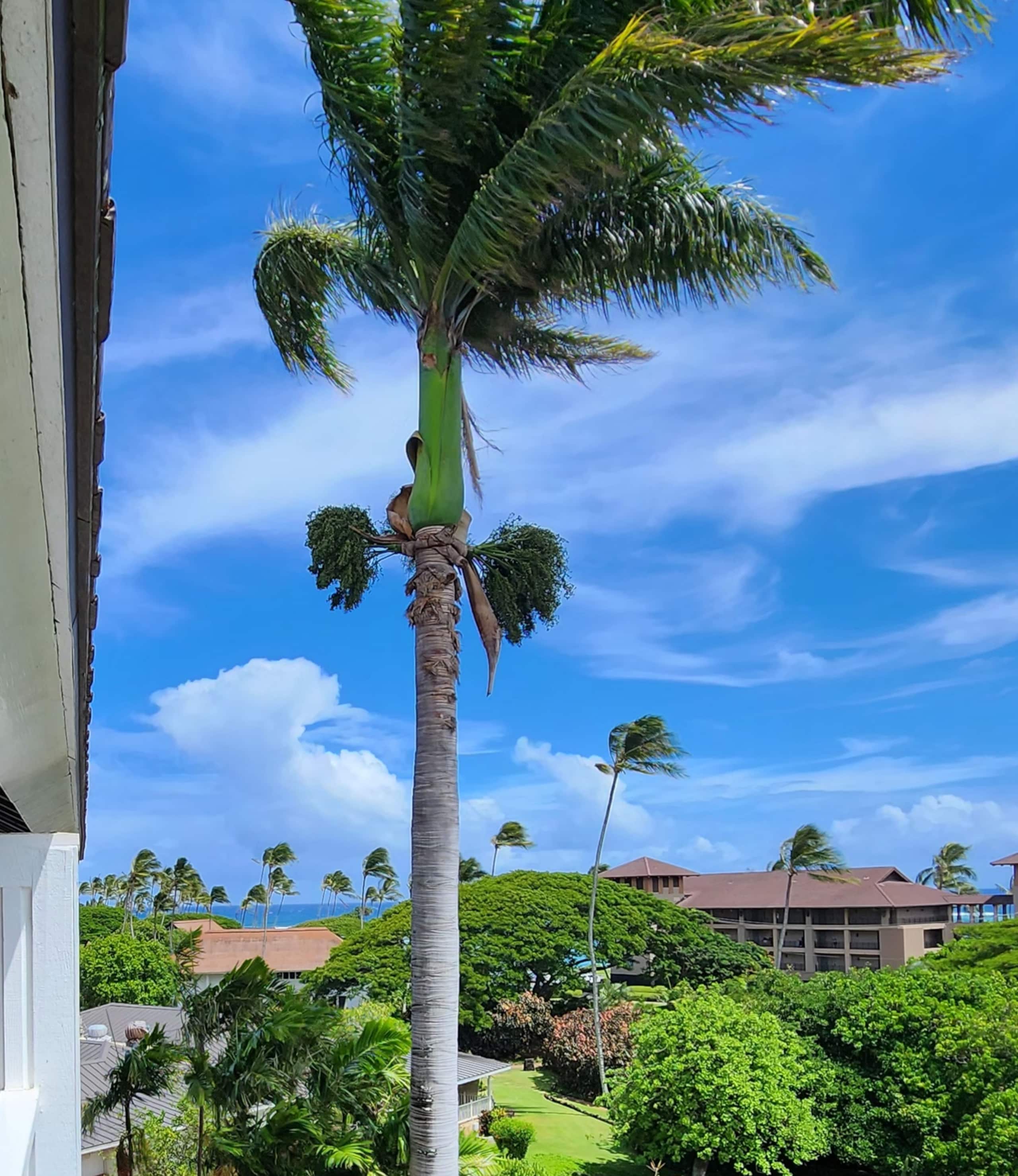 Condo in Koloa · ★4.95 · 1 bedroom · 2 beds · 1 private bath - Image 28