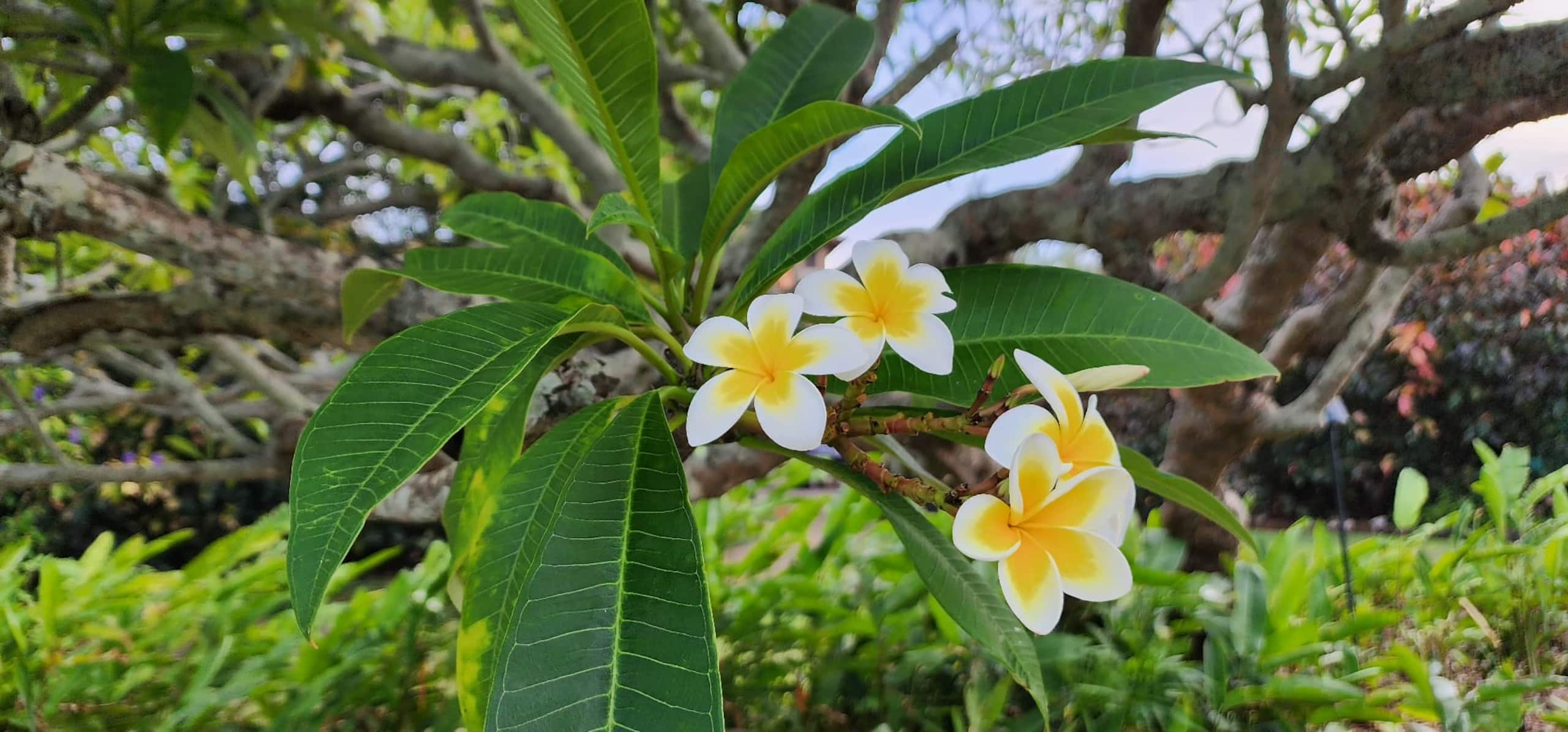 Condo in Koloa · ★4.95 · 1 bedroom · 2 beds · 1 private bath - Image 36