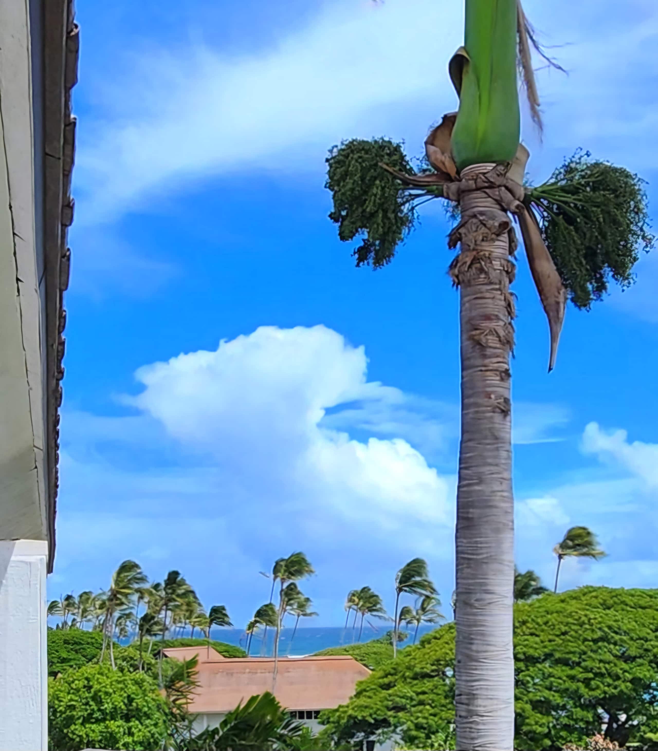 Condo in Koloa · ★4.95 · 1 bedroom · 2 beds · 1 private bath - Image 29