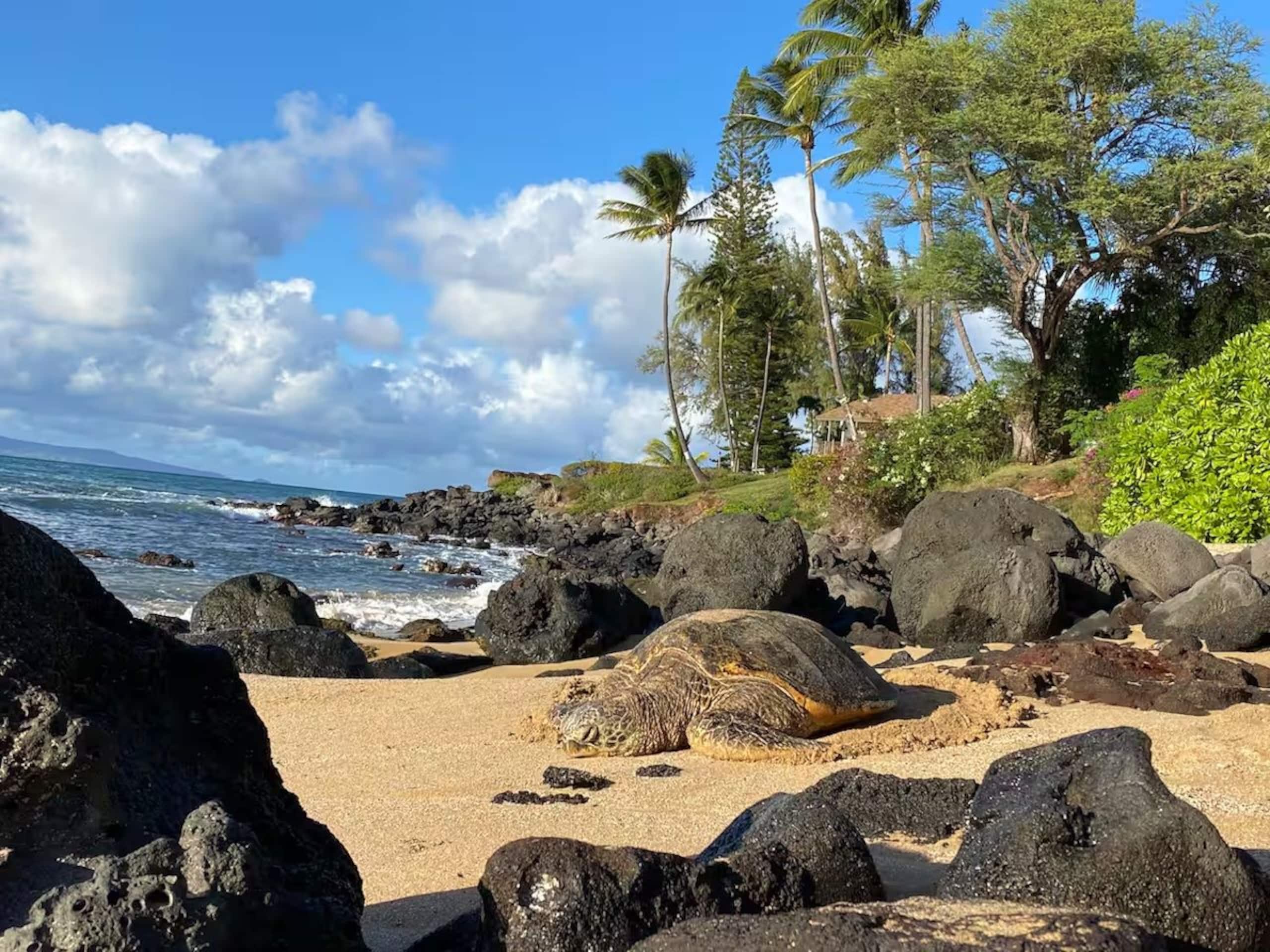 Condo in Lahaina · ★5.0 · 1 bedroom · 1 bed · 1 bath - Image 77