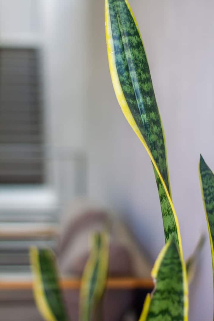 E4  Cozy Studio W/ Kitchen & Workspace - Guadalajara, México