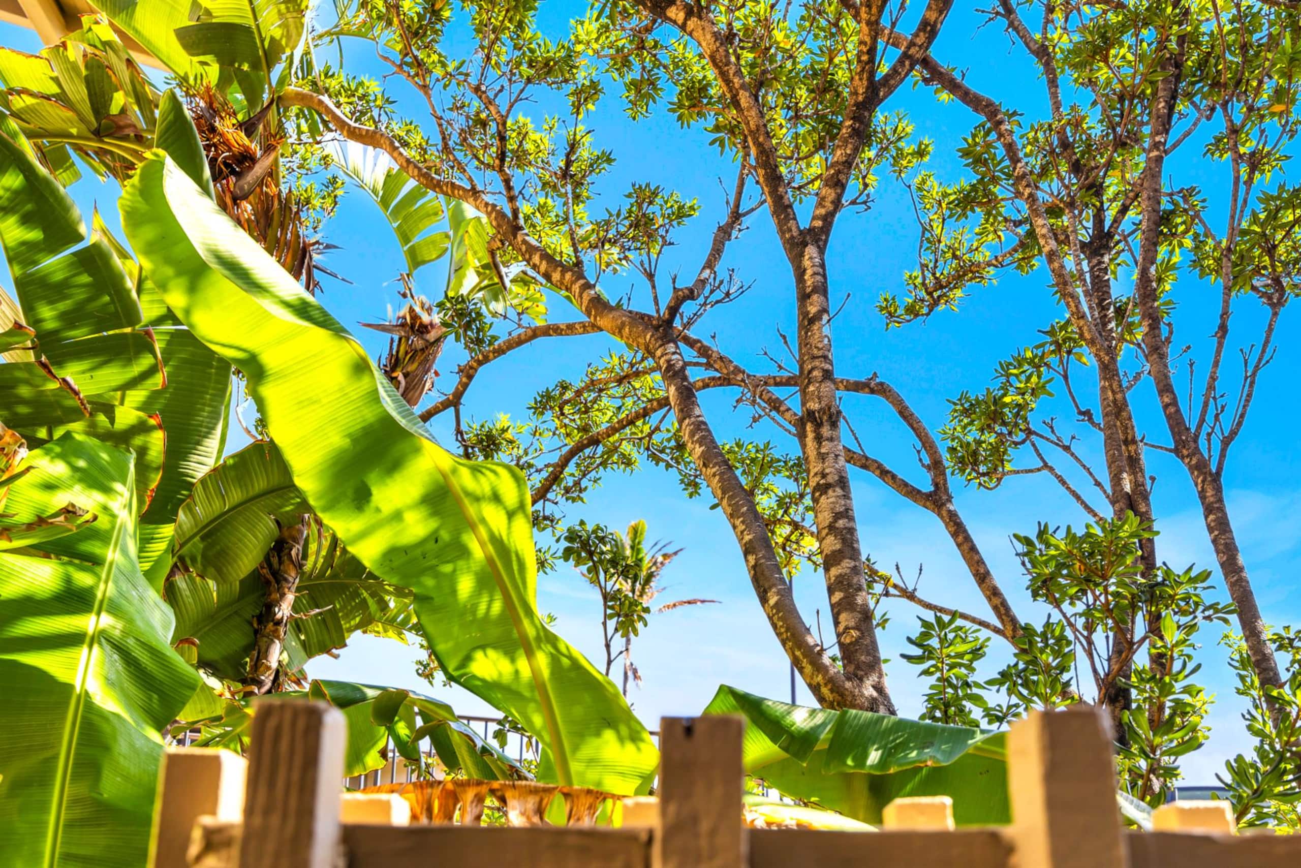 Condo in Lahaina · ★5.0 · 1 bedroom · 2 beds · 1 bath - Image 38