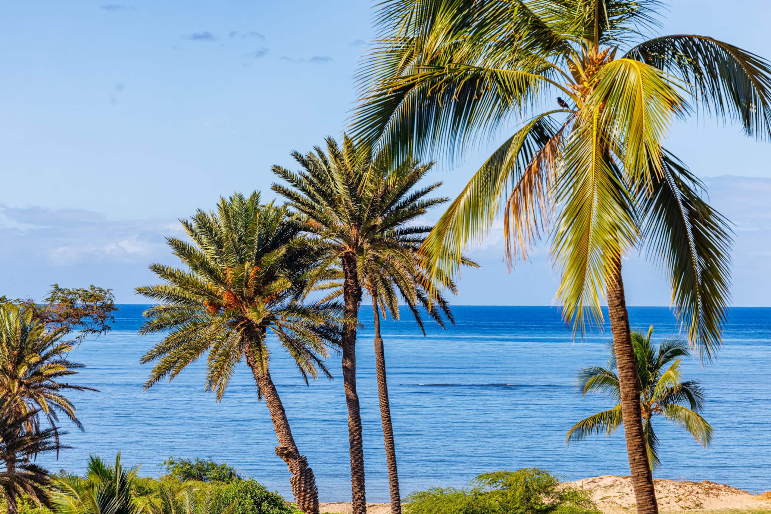 Hip Oceanfront Resort Vistas - Image 52