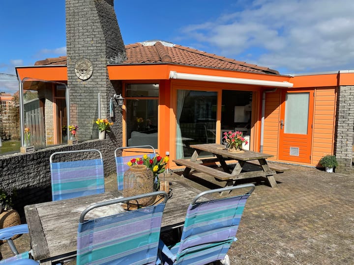 Zeester 268 - Texel